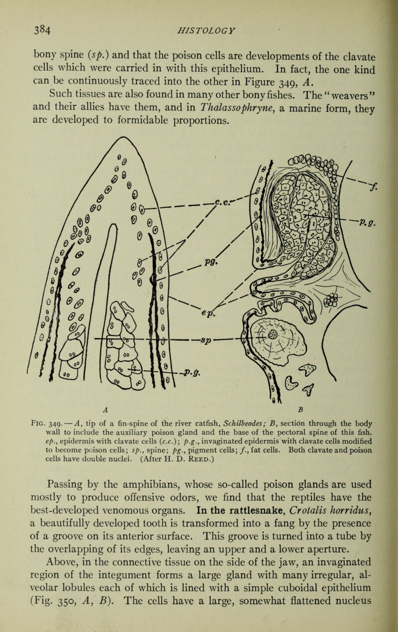 bony spine (.sp.) and that the poison cells are developments of the clavate cells which were carried in with this epithelium. In fact, the one kind can be continuously traced into the other in Figure 349, A. Such tissues are also found in many other bony fishes. The “ weavers ” and their allies have them, and in Thalassophryne, a marine form, they are developed to formidable proportions. Fig. 349. — A, tip of a fin-spine of the river catfish, Schilbeodes; B, sectidn through the body wall to include the auxiliary poison gland and the base of the pectoral spine of this fish. ep., epidermis with clavate cells (c.c.); p.g., invaginated epidermis with clavate cells modified to become poison cells; sp., spine; pg., pigment cells; /., fat cells. Both clavate and poison cells have double nuclei. (After H. D. Reed.) Passing by the amphibians, whose so-called poison glands are used mostly to produce offensive odors, we find that the reptiles have the best-developed venomous organs. In the rattlesnake, Crotalis horridus, a beautifully developed tooth is transformed into a fang by the presence of a groove on its anterior surface. This groove is turned into a tube by the overlapping of its edges, leaving an upper and a lower aperture. Above, in the connective tissue on the side of the jaw, an invaginated region of the integument forms a large gland with many irregular, al- veolar lobules each of which is lined with a simple cuboidal epithelium (Fig. 350, A, B). The cells have a large, somewhat flattened nucleus