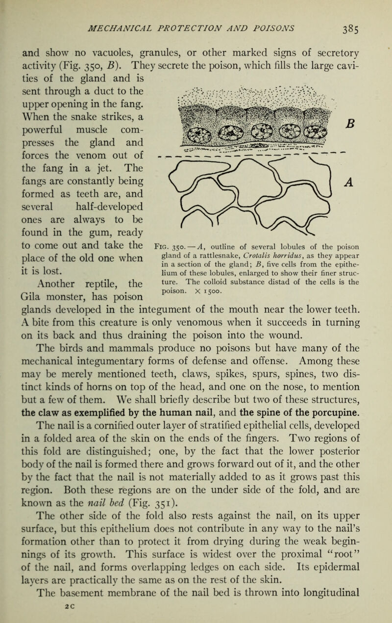 B Fig. 350. — A, outline of several lobules of the poison gland of a rattlesnake, Crotalis horridus, as they appear in a section of the gland; B, five cells from the epithe- lium of these lobules, enlarged to show their finer struc- ture. The colloid substance distad of the cells is the poison. X 1500. and show no vacuoles, granules, or other marked signs of secretory activity (Fig. 350, B). They secrete the poison, which fills the large cavi- ties of the gland and is sent through a duct to the upper opening in the fang. When the snake strikes, a powerful muscle com- presses the gland and forces the venom out of the fang in a jet. The fangs are constantly being formed as teeth are, and several half-developed ones are always to be found in the gum, ready to come out and take the place of the old one when it is lost. Another reptile, the Gila monster, has poison glands developed in the integument of the mouth near the lower teeth. A bite from this creature is only venomous when it succeeds in turning on its back and thus draining the poison into the wound. The birds and mammals produce no poisons but have many of the mechanical integumentary forms of defense and offense. Among these may be merely mentioned teeth, claws, spikes, spurs, spines, two dis- tinct kinds of horns on top of the head, and one on the nose, to mention but a few of them. We shall briefly describe but two of these structures, the claw as exemplified by the human nail, and the spine of the porcupine. The nail is a cornified outer layer of stratified epithelial cells, developed in a folded area of the skin on the ends of the fingers. Two regions of this fold are distinguished; one, by the fact that the lower posterior body of the nail is formed there and grows forward out of it, and the other by the fact that the nail is not materially added to as it grows past this region. Both these regions are on the under side of the fold, and are known as the nail bed (Fig. 351). The other side of the fold also rests against the nail, on its upper surface, but this epithelium does not contribute in any way to the nail’s formation other than to protect it from drying during the weak begin- nings of its growth. This surface is widest over the proximal “root” of the nail, and forms overlapping ledges on each side. Its epidermal layers are practically the same as on the rest of the skin. The basement membrane of the nail bed is thrown into longitudinal