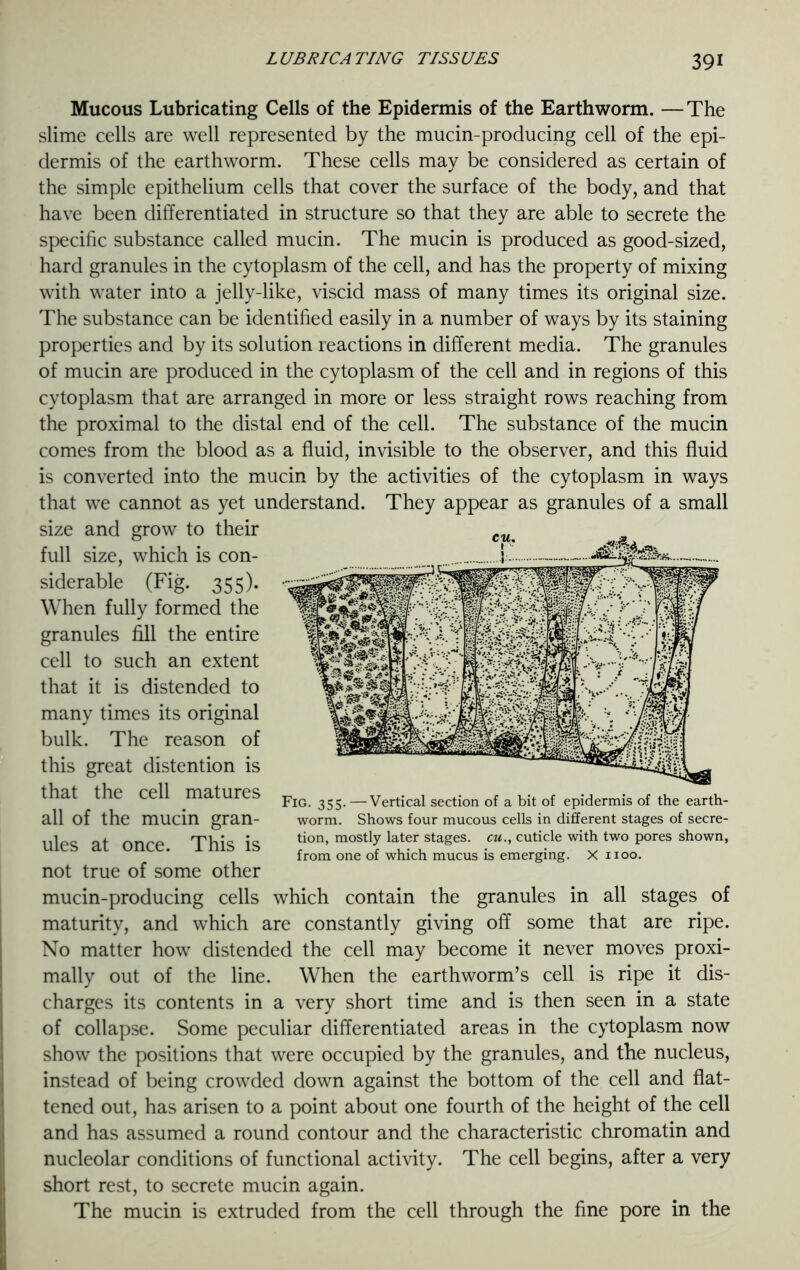 Mucous Lubricating Cells of the Epidermis of the Earthworm. —The slime cells are well represented by the mucin-producing cell of the epi- dermis of the earthworm. These cells may be considered as certain of the simple epithelium cells that cover the surface of the body, and that have been differentiated in structure so that they are able to secrete the specific substance called mucin. The mucin is produced as good-sized, hard granules in the cytoplasm of the cell, and has the property of mixing with water into a jelly-like, viscid mass of many times its original size. The substance can be identified easily in a number of ways by its staining properties and by its solution reactions in different media. The granules of mucin are produced in the cytoplasm of the cell and in regions of this cytoplasm that are arranged in more or less straight rows reaching from the proximal to the distal end of the cell. The substance of the mucin comes from the blood as a fluid, invisible to the observer, and this fluid is converted into the mucin by the activities of the cytoplasm in ways that we cannot as yet understand. They appear as granules of a small size and grow to their full size, which is con- siderable (Fig. 355). When fully formed the granules fill the entire cell to such an extent that it is distended to many times its original bulk. The reason of this great distention is that the cell matures all of the mucin gran- ules at once. This is not true of some other mucin-producing cells which contain the granules in all stages of maturity, and which are constantly giving off some that are ripe. No matter how distended the cell may become it never moves proxi- mally out of the line. When the earthworm’s cell is ripe it dis- charges its contents in a very short time and is then seen in a state of collapse. Some peculiar differentiated areas in the cytoplasm now show the positions that were occupied by the granules, and the nucleus, instead of being crowded down against the bottom of the cell and flat- tened out, has arisen to a point about one fourth of the height of the cell and has assumed a round contour and the characteristic chromatin and nucleolar conditions of functional activity. The cell begins, after a very short rest, to secrete mucin again. The mucin is extruded from the cell through the fine pore in the Fig. 355. —Vertical section of a bit of epidermis of the earth- worm. Shows four mucous cells in different stages of secre- tion, mostly later stages, cu., cuticle with two pores shown, from one of which mucus is emerging. X noo.