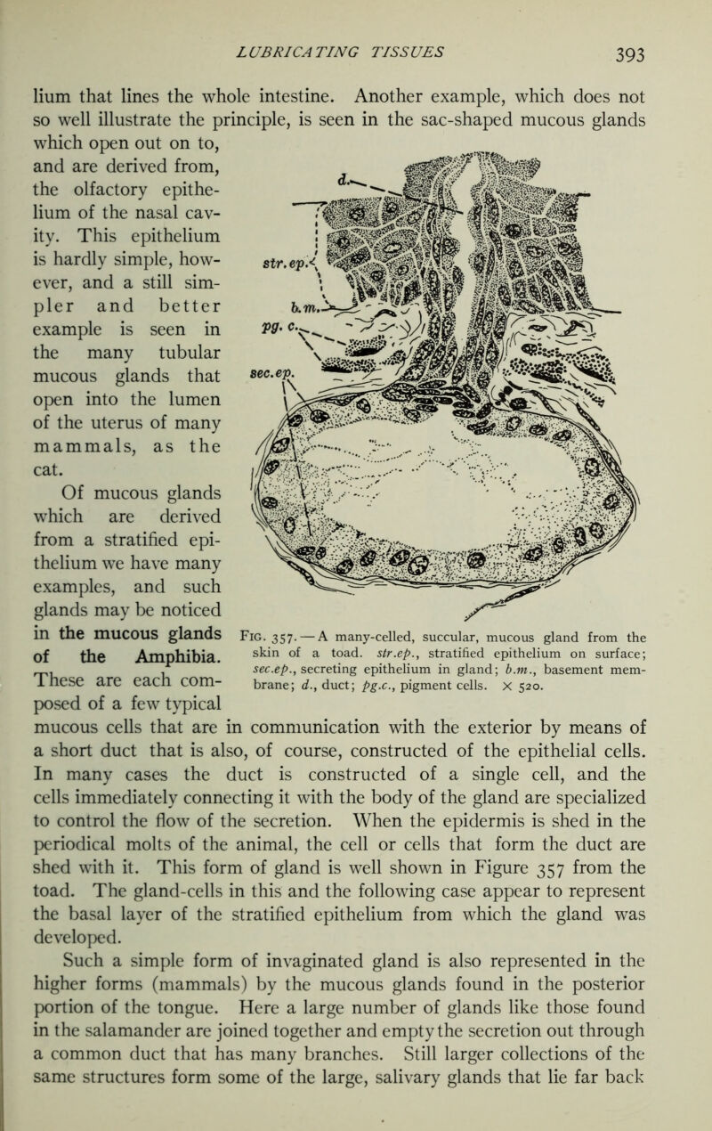 d. sir. ep 2>0- c., \ \ St ..Vffi *<&*''-r s* sec a w c?s8i^^x .1|| Hum that lines the whole intestine. Another example, which does not so well illustrate the principle, is seen in the sac-shaped mucous glands which open out on to, and are derived from, the olfactory epithe- lium of the nasal cav- ity. This epithelium is hardly simple, how- ever, and a still sim- pler and better example is seen in the many tubular mucous glands that open into the lumen of the uterus of many mammals, as the cat. Of mucous glands which are derived from a stratified epi- thelium we have many examples, and such glands may be noticed in the mucous glands of the Amphibia. These are each com- posed of a few typical mucous cells that are in communication with the exterior by means of a short duct that is also, of course, constructed of the epithelial cells. In many cases the duct is constructed of a single cell, and the cells immediately connecting it with the body of the gland are specialized to control the flow of the secretion. When the epidermis is shed in the periodical molts of the animal, the cell or cells that form the duct are shed with it. This form of gland is well shown in Figure 357 from the toad. The gland-cells in this and the following case appear to represent the basal layer of the stratified epithelium from which the gland was developed. Such a simple form of invaginated gland is also represented in the higher forms (mammals) by the mucous glands found in the posterior portion of the tongue. Here a large number of glands like those found in the salamander are joined together and empty the secretion out through a common duct that has many branches. Still larger collections of the same structures form some of the large, salivary glands that lie far back Fig. 357. — A many-celled, succular, mucous gland from the skin of a toad, str.ep., stratified epithelium on surface; sec.ep., secreting epithelium in gland; b.m., basement mem- brane; d., duct; pg.c.y pigment cells. X 520.