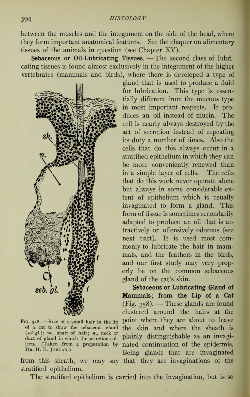 between the muscles and the integument on the side of the head, where they form important anatomical features. See the chapter on alimentary tissues of the animals in question (see Chapter XV). Sebaceous or Oil-Lubricating Tissues. —The second class of lubri- cating tissues is found almost exclusively in the integument of the higher vertebrates (mammals and birds), where there is developed a type of gland that is used to produce a fluid for lubrication. This type is essen- tially different from the mucous type in most important respects. It pro- duces an oil instead of mucin. The cell is nearly always destroyed by the act of secretion instead of repeating its duty a number of times. Also the cells that do this always occur in a stratified epithelium in which they can be more conveniently renewed than in a simple layer of cells. The cells that do this work never operate alone but always in some considerable ex- tent of epithelium which is usually invaginated to form a gland. This form of tissue is sometimes secondarily adapted to produce an oil that is at- tractively or offensively odorous (see next part). It is used most com- monly to lubricate the hair in mam- mals, and the feathers in the birds, and our first study may very prop- erly be on the common sebaceous gland of the cat’s skin. Sebaceous or Lubricating Gland of Mammals; from the Lip of a Cat (Fig. 358). — These glands are found clustered around the hairs at the Fig. 358. — Root of a small hair in the lip point where they are about to leave of a cat to show the sebaceous gland the skin and where the sheath is duct of gland in which the secretion col- pl&mly distinguishable as an lnvagl- lects. (Taken from a preparation by nated continuation of the epidermis. Dr. h. e. Jordan.) Being glands that are invaginated from this sheath, we may say that they are invaginations of the stratified epithelium. The stratified epithelium is carried into the invagination, but is so