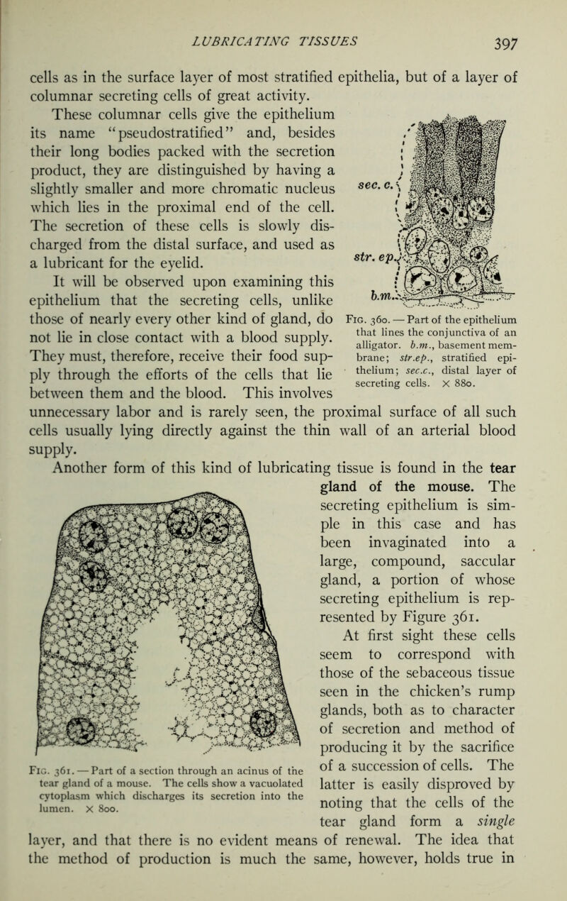 39 7 sec. c. Fig. 360. — Part of the epithelium that lines the conjunctiva of an alligator, b.m., basement mem- brane; str.ep., stratified epi- thelium; sec.c., distal layer of secreting cells. X 880. cells as in the surface layer of most stratified epithelia, but of a layer of columnar secreting cells of great activity. These columnar cells give the epithelium its name “pseudostratified” and, besides their long bodies packed with the secretion product, they are distinguished by having a slightly smaller and more chromatic nucleus which lies in the proximal end of the cell. The secretion of these cells is slowly dis- charged from the distal surface, and used as a lubricant for the eyelid. It will be observed upon examining this epithelium that the secreting cells, unlike those of nearly every other kind of gland, do not lie in close contact with a blood supply. They must, therefore, receive their food sup- ply through the efforts of the cells that lie between them and the blood. This involves unnecessary labor and is rarely seen, the proximal surface of all such cells usually lying directly against the thin wall of an arterial blood supply. Another form of this kind of lubricating tissue is found in the tear gland of the mouse. The secreting epithelium is sim- ple in this case and has been invaginated into a large, compound, saccular gland, a portion of whose secreting epithelium is rep- resented by Figure 361. At first sight these cells seem to correspond with those of the sebaceous tissue seen in the chicken’s rump glands, both as to character of secretion and method of producing it by the sacrifice of a succession of cells. The latter is easily disproved by noting that the cells of the tear gland form a single layer, and that there is no evident means of renewal. The idea that the method of production is much the same, however, holds true in Fig. 361. — Part of a section through an acinus of the tear gland of a mouse. The cells show a vacuolated cytoplasm which discharges its secretion into the lumen, x 800.