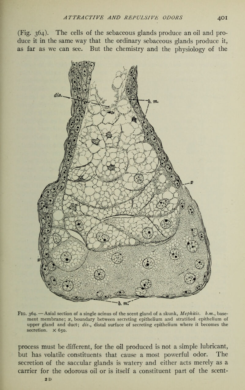 (Fig. 364). The cells of the sebaceous glands produce an oil and pro- duce it in the same way that the ordinary sebaceous glands produce it, as far as we can see. But the chemistry and the physiology of the b. m Fig. 364. — Axial section of a single acinus of the scent gland of a skunk, Mephitis, b.nt., base- ment membrane; x, boundary between secreting epithelium and stratified epithelium of upper gland and duct; dis., distal surface of secreting epithelium where it becomes the secretion. X 650. process must be different, for the oil produced is not a simple lubricant, but has volatile constituents that cause a most powerful odor. The secretion of the saccular glands is watery and either acts merely as a carrier for the odorous oil or is itself a constituent part of the scent- 2 D