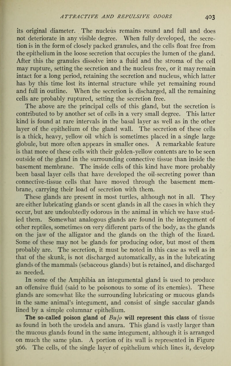 its original diameter. The nucleus remains round and full and does not deteriorate in any visible degree. When fully developed, the secre- tion is in the form of closely packed granules, and the cells float free from the epithelium in the loose secretion that occupies the lumen of the gland. After this the granules dissolve into a fluid and the stroma of the cell may rupture, setting the secretion and the nucleus free, or it may remain intact for a long period, retaining the secretion and nucleus, which latter has by this time lost its internal structure while yet remaining round and full in outline. When the secretion is discharged, all the remaining cells are probably ruptured, setting the secretion free. The above are the principal cells of this gland, but the secretion is contributed to by another set of cells in a very small degree. This latter kind is found at rare intervals in the basal layer as well as in the other layer of the epithelium of the gland wall. The secretion of these cells is a thick, heavy, yellow oil which is sometimes placed in a single large globule, but more often appears in smaller ones. A remarkable feature is that more of these cells with their golden-yellow contents are to be seen outside of the gland in the surrounding connective tissue than inside the basement membrane. The inside cells of this kind have more probably been basal layer cells that have developed the oil-secreting power than connective-tissue cells that have moved through the basement mem- brane, carrying their load of secretion with them. These glands are present in most turtles, although not in all. They are either lubricating glands or scent glands in all the cases in which they occur, but are undoubtedly odorous in the animal in which we have stud- ied them. Somewhat analogous glands are found in the integument of other reptiles, sometimes on very different parts of the body, as the glands on the jaw of the alligator and the glands on the thigh of the lizard. Some of these may not be glands for producing odor, but most of them probably are. The secretion, it must be noted in this case as well as in that of the skunk, is not discharged automatically, as in the lubricating glands of the mammals (sebaceous glands) but is retained, and discharged as needed. In some of the Amphibia an integumental gland is used to produce an offensive fluid (said to be poisonous to some of its enemies). These glands are somewhat like the surrounding lubricating or mucous glands in the same animal’s integument, and consist of single saccular glands lined by a simple columnar epithelium. The so-called poison gland of Bujo will represent this class of tissue as found in both the urodela and anura. This gland is vastly larger than the mucous glands found in the same integument, although it is arranged on much the same plan. A portion of its wall is represented in Figure 366. The cells, of the single layer of epithelium which lines it, develop