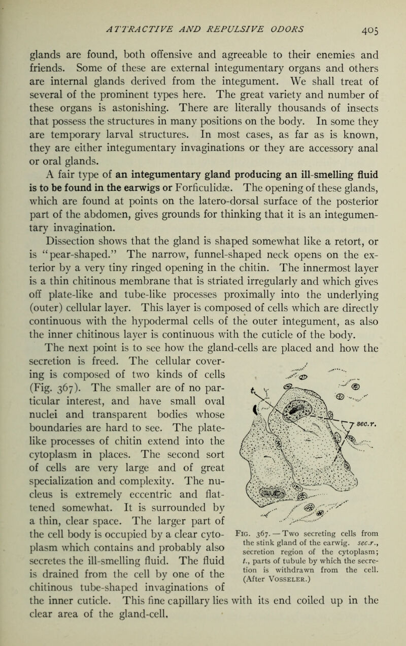 glands are found, both offensive and agreeable to their enemies and friends. Some of these are external integumentary organs and others are internal glands derived from the integument. We shall treat of several of the prominent types here. The great variety and number of these organs is astonishing. There are literally thousands of insects that possess the structures in many positions on the body. In some they are temporary larval structures. In most cases, as far as is known, they are either integumentary invaginations or they are accessory anal or oral glands. A fair type of an integumentary gland producing an ill-smelling fluid is to be found in the earwigs or Forficulidae. The opening of these glands, which are found at points on the latero-dorsal surface of the posterior part of the abdomen, gives grounds for thinking that it is an integumen- tary invagination. Dissection shows that the gland is shaped somewhat like a retort, or is “pear-shaped.” The narrow, funnel-shaped neck opens on the ex- terior by a very tiny ringed opening in the chitin. The innermost layer is a thin chitinous membrane that is striated irregularly and which gives off plate-like and tube-like processes proximally into the underlying (outer) cellular layer. This layer is composed of cells which are directly continuous with the hypodermal cells of the outer integument, as also the inner chitinous layer is continuous with the cuticle of the body. The next point is to see how the gland-cells are placed and how the secretion is freed. The cellular cover- ing is composed of two kinds of cells (Fig. 367). The smaller are of no par- ticular interest, and have small oval nuclei and transparent bodies whose boundaries are hard to see. The plate- like processes of chitin extend into the cytoplasm in places. The second sort of cells are very large and of great specialization and complexity. The nu- cleus is extremely eccentric and flat- tened somewhat. It is surrounded by a thin, clear space. The larger part of the cell body is occupied by a clear cyto- plasm which contains and probably also secretes the ill-smelling fluid. The fluid is drained from the cell by one of the chitinous tube-shaped invaginations of the inner cuticle. This fine capillary lies with its end coiled up in the clear area of the gland-cell. Fig. 367.— Two secreting cells from the stink gland of the earwig, sec.r., secretion region of the cytoplasm; t., parts of tubule by which the secre- tion is withdrawn from the cell. (After Vosseler.)