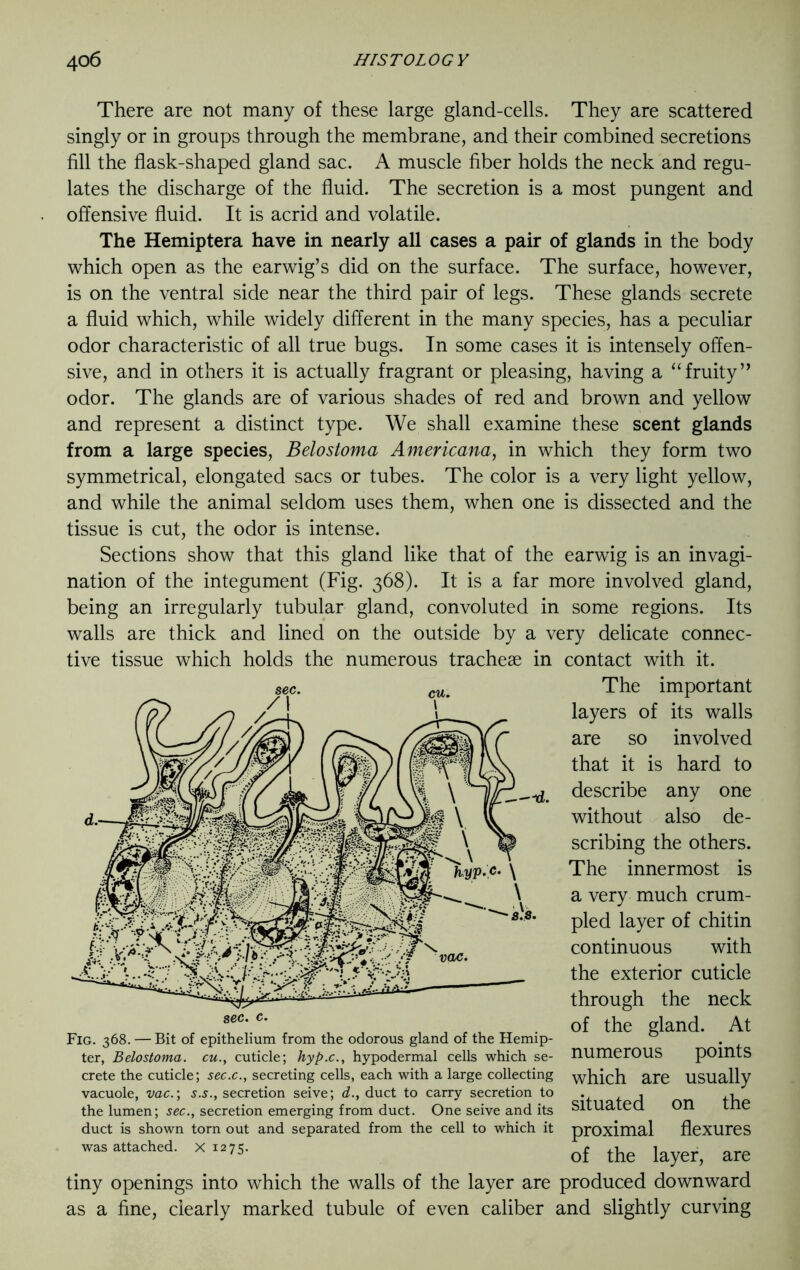 There are not many of these large gland-cells. They are scattered singly or in groups through the membrane, and their combined secretions fill the flask-shaped gland sac. A muscle fiber holds the neck and regu- lates the discharge of the fluid. The secretion is a most pungent and offensive fluid. It is acrid and volatile. The Hemiptera have in nearly all cases a pair of glands in the body which open as the earwig’s did on the surface. The surface, however, is on the ventral side near the third pair of legs. These glands secrete a fluid which, while widely different in the many species, has a peculiar odor characteristic of all true bugs. In some cases it is intensely offen- sive, and in others it is actually fragrant or pleasing, having a “fruity” odor. The glands are of various shades of red and brown and yellow and represent a distinct type. We shall examine these scent glands from a large species, Belostoma Americana, in which they form two symmetrical, elongated sacs or tubes. The color is a very light yellow, and while the animal seldom uses them, when one is dissected and the tissue is cut, the odor is intense. Sections show that this gland like that of the earwig is an invagi- nation of the integument (Fig. 368). It is a far more involved gland, being an irregularly tubular gland, convoluted in some regions. Its walls are thick and lined on the outside by a very delicate connec- tive tissue which holds the numerous tracheae in contact with it. The important layers of its walls are so involved that it is hard to describe any one without also de- scribing the others. The innermost is a very much crum- pled layer of chitin continuous with the exterior cuticle through the neck of the gland. At numerous points which are usually situated on the proximal flexures of the layer, are tiny openings into which the walls of the layer are produced downward as a fine, dearly marked tubule of even caliber and slightly curving ter, Belostoma. cu., cuticle; hyp.c., hypodermal cells which se- crete the cuticle; sec.c., secreting cells, each with a large collecting vacuole, vac.; s.s., secretion seive; d., duct to carry secretion to the lumen; sec., secretion emerging from duct. One seive and its duct is shown torn out and separated from the cell to which it was attached. X 1275.