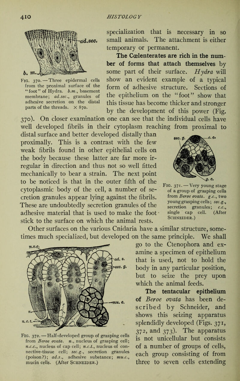 specialization that is necessary in so small animals. The attachment is either temporary or permanent. The Coelenterates are rich in the num- ber of forms that attach themselves by some part of their surface. Hydra will show an evident example of a typical form of adhesive structure. Sections of the epithelium on the “foot” show that this tissue has become thicker and stronger by the development of this power (Fig. 370). On closer examination one can see that the individual cells have well developed fibrils in their cytoplasm reaching from proximal to distal surface and better developed distally than proximally. This is a contrast with the few weak fibrils found in other epithelial cells on the body because these latter are far more ir- regular in direction and thus not so well fitted mechanically to bear a strain. The next point to be noticed is that in the outer fifth of the Fig ^ __Veryyo t cytoplasmic body of the cell, a number of se- of a group of grasping ceils cretion granules appear lying against the fibrils. from Beroe °yata• s-c-, two These are undoubtedly secretion granules of the secretio^^rfnuies; adhesive material that is used to make the foot sinsle caP cel1- (After stick to the surface on which the animal rests. Fig. 370.—Three epidermal cells from the proximal surface of the “foot” of Hydra, b.m., basement membrane; ad.sec., granules of adhesive secretion on the distal parts of the threads. X 870. Other surfaces on the various Cnidaria have a similar structure, some- times much specialized, but developed on the same principle. We shall _ go to the Ctenophora and ex- amine a specimen of epithelium that is used, not to hold the body in any particular position, but to seize the prey upon which the animal feeds. The tentacular epithelium of Beroe ovata has been de- scribed by Schneider, and shows this seizing apparatus splendidly developed (Figs. 371, 372, and 373). The apparatus is not unicellular but consists of a number of groups of cells, each group consisting of from three to seven cells extending —77m. e. n. c. t. Fig. 372. — Half-developed group of grasping cells from Beroe ovata. n., nucleus of grasping cell; n.c.c., nucleus of cap cell; n.c.t., nucleus of con- nective-tissue cell; sec.g., secretion granules (poison?); ad.s., adhesive substance; mu.c., mucin cells. (After Schneider.)