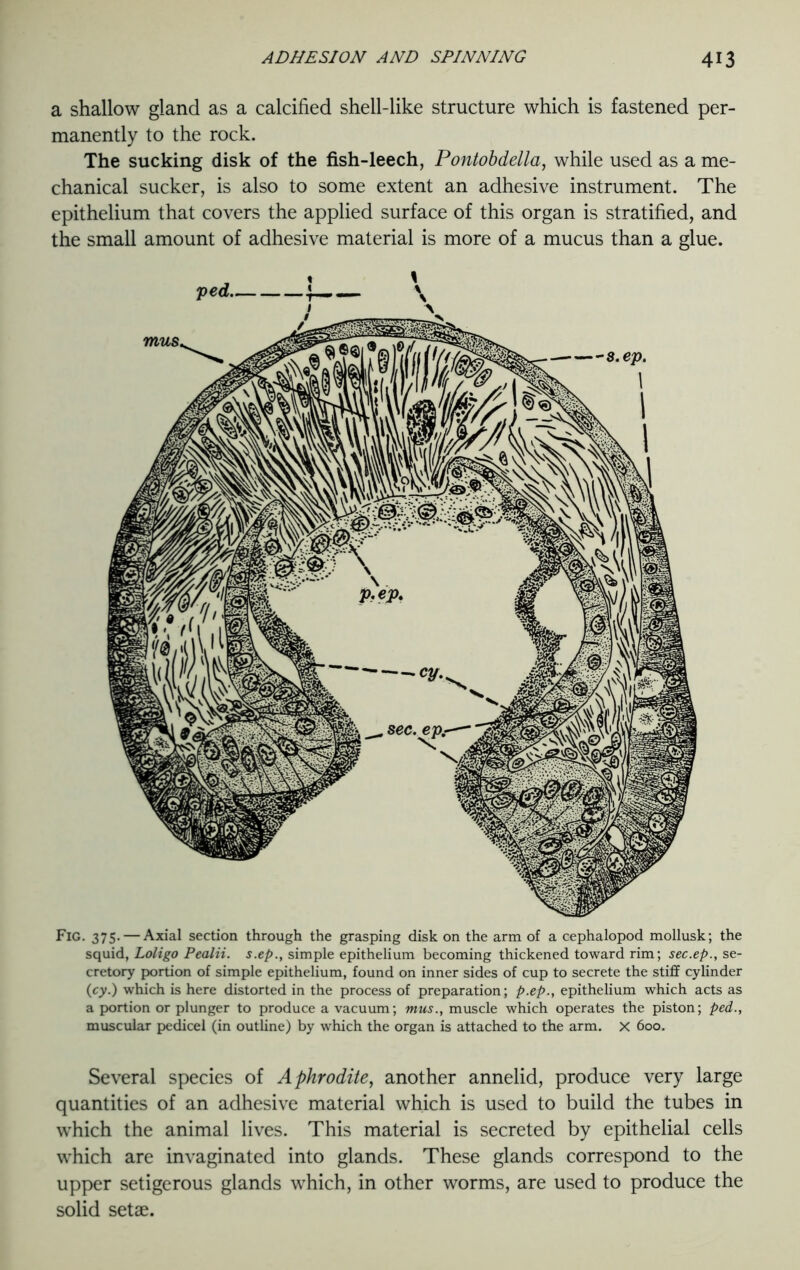 a shallow gland as a calcified shell-like structure which is fastened per- manently to the rock. The sucking disk of the fish-leech, Pontobdella, while used as a me- chanical sucker, is also to some extent an adhesive instrument. The epithelium that covers the applied surface of this organ is stratified, and the small amount of adhesive material is more of a mucus than a glue. Fig. 375. — Axial section through the grasping disk on the arm of a cephalopod mollusk; the squid, Loligo Pealii. s.ep., simple epithelium becoming thickened toward rim; sec.ep., se- cretory portion of simple epithelium, found on inner sides of cup to secrete the stiff cylinder (cy.) which is here distorted in the process of preparation; p.ep., epithelium which acts as a portion or plunger to produce a vacuum; mus., muscle which operates the piston; ped., muscular pedicel (in outline) by which the organ is attached to the arm. X 600. Several species of Aphrodite, another annelid, produce very large quantities of an adhesive material which is used to build the tubes in which the animal lives. This material is secreted by epithelial cells which are invaginated into glands. These glands correspond to the upper setigerous glands which, in other worms, are used to produce the solid setae.