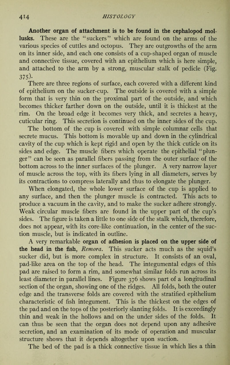 Another organ of attachment is to be found in the cephalopod mol- lusks. These are the “suckers” which are found on the arms of the various species of cuttles and octopus. They are outgrowths of the arm on its inner side, and each one consists of a cup-shaped organ of muscle and connective tissue, covered with an epithelium which is here simple, and attached to the arm by a strong, muscular stalk of pedicle (Fig. 375)* There are three regions of surface, each covered with a different kind of epithelium on the sucker-cup. The outside is covered with a simple form that is very thin on the proximal part of the outside, and which becomes thicker farther down on the outside, until it is thickest at the rim. On the broad edge it becomes very thick, and secretes a heavy, cuticular ring. This secretion is continued on the inner sides of the cup. The bottom of the cup is covered with simple columnar cells that secrete mucus. This bottom is movable up and down in the cylindrical cavity of the cup which is kept rigid and open by the thick cuticle on its sides and edge. The muscle fibers which operate the epithelial “plun- ger” can be seen as parallel fibers passing from the outer surface of the bottom across to the inner surfaces of the plunger. A very narrow layer of muscle across the top, with its fibers lying in all diameters, serves by its contractions to compress laterally and thus to elongate the plunger. When elongated, the whole lower surface of the cup is applied to any surface, and then the plunger muscle is contracted. This acts to produce a vacuum in the cavity, and to make the sucker adhere strongly. Weak circular muscle fibers are found in the upper part of the cup’s sides. The figure is taken a little to one side of the stalk which, therefore, does not appear, with its core-like continuation, in the center of the suc- tion muscle, but is indicated in outline. A very remarkable organ of adhesion is placed on the upper side of the head in the fish, Remora. This sucker acts much as the squid’s sucker did, but is more complex in structure. It consists of an oval, pad-like area on the top of the head. The integumental edges of this pad are raised to form a rim, and somewhat similar folds run across its least diameter in parallel lines. Figure 376 shows part of a longitudinal section of the organ, showing one of the ridges. All folds, both the outer edge and the transverse folds are covered with the stratified epithelium characteristic of fish integument. This is the thickest on the edges of the pad and on the tops of the posteriorly slanting folds. It is exceedingly thin and weak in the hollows and on the under sides of the folds. It can thus be seen that the organ does not depend upon any adhesive secretion, and an examination of its mode of operation and muscular structure shows that it depends altogether upon suction. The bed of the pad is a thick connective tissue in which lies a thin