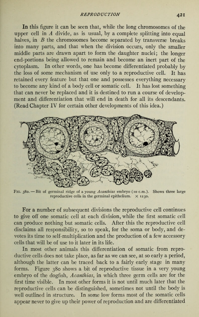 In this figure it can be seen that, while the long chromosomes of the upper cell in A divide, as is usual, by a complete splitting into equal halves, in B the chromosomes become separated by transverse breaks into many parts, and that when the division occurs, only the smaller middle parts are drawn apart to form the daughter nuclei; the longer end-portions being allowed to remain and become an inert part of the cytoplasm. In other words, one has become differentiated probably by the loss of some mechanism of use only to a reproductive cell. It has retained every feature but that one and possesses everything necessary to become any kind of a body cell or somatic cell. It has lost something that can never be replaced and it is destined to run a course of develop- ment and differentiation that will end in death for all its descendants. (Read Chapter IV for certain other developments of this idea.) Fig. 380. — Bit of germinal ridge of a young Acanthias embryo (10 c.m.). Shows three large reproductive cells in the germinal epithelium, x 1230. For a number of subsequent divisions the reproductive cell continues to give off one somatic cell at each division, while the first somatic cell can produce nothing but somatic cells. After this the reproductive cell disclaims all responsibility, so to speak, for the soma or body, and de- votes its time to self-multiplication and the production of a few accessory cells that will be of use to it later in its life. In most other animals this differentiation of somatic from repro- ductive cells does not take place, as far as we can see, at so early a period, although the latter can be traced back to a fairly early stage in many forms. Figure 380 shows a bit of reproductive tissue in a very young embryo of the dogfish, Acanthias, in which three germ cells are for the first time visible. In most other forms it is not until much later that the reproductive cells can be distinguished, sometimes not until the body is well outlined in structure. In some low forms most of the somatic cells appear never to give up their power of reproduction and are differentiated