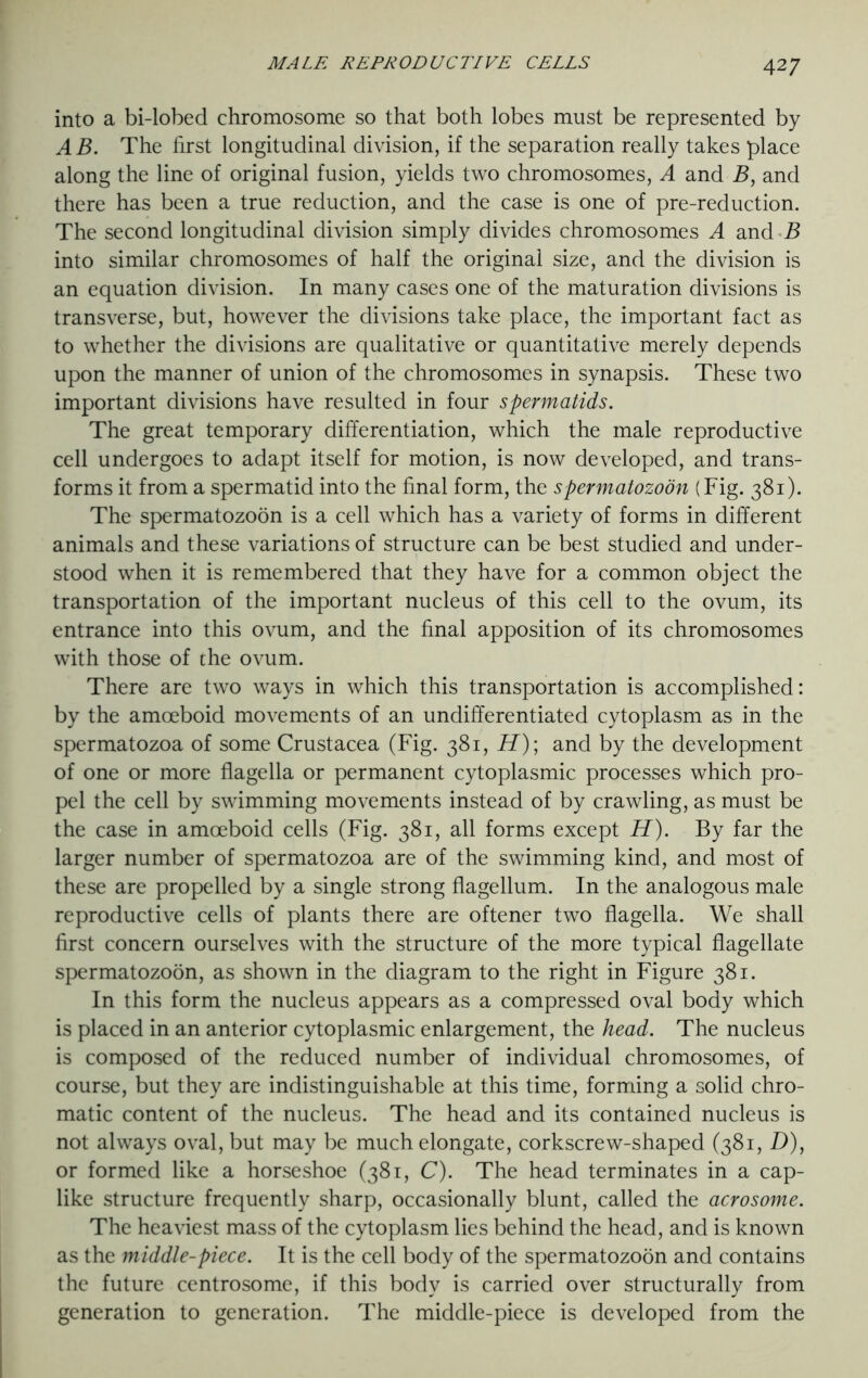 into a bi-lobed chromosome so that both lobes must be represented by AB. The first longitudinal division, if the separation really takes place along the line of original fusion, yields two chromosomes, A and B, and there has been a true reduction, and the case is one of pre-reduction. The second longitudinal division simply divides chromosomes A and B into similar chromosomes of half the original size, and the division is an equation division. In many cases one of the maturation divisions is transverse, but, however the divisions take place, the important fact as to whether the divisions are qualitative or quantitative merely depends upon the manner of union of the chromosomes in synapsis. These two important divisions have resulted in four spermatids. The great temporary differentiation, which the male reproductive cell undergoes to adapt itself for motion, is now developed, and trans- forms it from a spermatid into the final form, the spermatozoon (Fig. 381). The spermatozoon is a cell which has a variety of forms in different animals and these variations of structure can be best studied and under- stood when it is remembered that they have for a common object the transportation of the important nucleus of this cell to the ovum, its entrance into this ovum, and the final apposition of its chromosomes with those of the ovum. There are two ways in which this transportation is accomplished: by the amoeboid movements of an undifferentiated cytoplasm as in the spermatozoa of some Crustacea (Fig. 381, H); and by the development of one or more flagella or permanent cytoplasmic processes which pro- pel the cell by swimming movements instead of by crawling, as must be the case in amoeboid cells (Fig. 381, all forms except H). By far the larger number of spermatozoa are of the swimming kind, and most of these are propelled by a single strong flagellum. In the analogous male reproductive cells of plants there are oftener two flagella. We shall first concern ourselves with the structure of the more typical flagellate spermatozoon, as shown in the diagram to the right in Figure 381. In this form the nucleus appears as a compressed oval body which is placed in an anterior cytoplasmic enlargement, the head. The nucleus is composed of the reduced number of individual chromosomes, of course, but they are indistinguishable at this time, forming a solid chro- matic content of the nucleus. The head and its contained nucleus is not always oval, but may be much elongate, corkscrew-shaped (381, D), or formed like a horseshoe (381, C). The head terminates in a cap- like structure frequently sharp, occasionally blunt, called the aero some. The heaviest mass of the cytoplasm lies behind the head, and is known as the middle-piece. It is the cell body of the spermatozoon and contains the future centrosome, if this body is carried over structurally from generation to generation. The middle-piece is developed from the