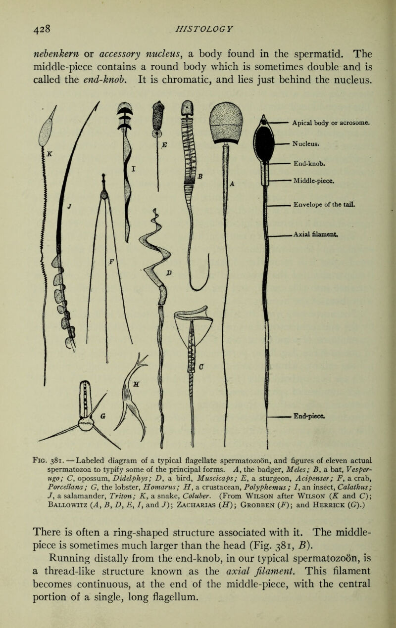 nebenkern or accessory nucleus, a body found in the spermatid. The middle-piece contains a round body which is sometimes double and is called the end-knob. It is chromatic, and lies just behind the nucleus. Fig. 381.—Labeled diagram of a typical flagellate spermatozoon, and figures of eleven actual spermatozoa to typify some of the principal forms. A, the badger, Meles; B, a bat, Vesper- ugo; C, opossum, Didelphys; D, a bird, Muscicaps; E, a sturgeon, Acipenser; F, a crab, Porcellana ; G, the lobster, Homarus; H, a crustacean, Polyphemus ; /, an insect, Calathus; J, a salamander, Triton; K, a snake, Coluber. (From Wilson after Wilson (K and C); Ballowitz (A, B, D, E, I, and /); Zacharias (iJ); Grobben (F); and Herrick (G).) There is often a ring-shaped structure associated with it. The middle- piece is sometimes much larger than the head (Fig. 381, B). Running distally from the end-knob, in our typical spermatozoon, is a thread-like structure known as the axial filament. This filament becomes continuous, at the end of the middle-piece, with the central portion of a single, long flagellum.