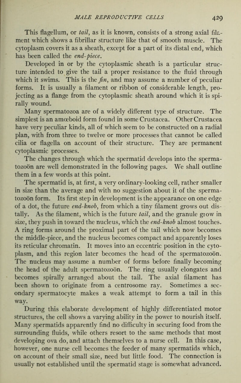 This flagellum, or tail, as it is known, consists of a strong axial fila- ment which shows a fibrillar structure like that of smooth muscle. The cytoplasm covers it as a sheath, except for a part of its distal end, which has been called the end-piece. Developed in or by the cytoplasmic sheath is a particular struc- ture intended to give the tail a proper resistance to the fluid through which it swims. This is the fin, and may assume a number of peculiar forms. It is usually a filament or ribbon of considerable length, pro- jecting as a flange from the cytoplasmic sheath around which it is spi- rally wound. Many spermatozoa are of a widely different type of structure. The simplest is an amoeboid form found in some Crustacea. Other Crustacea have very peculiar kinds, all of which seem to be constructed on a radial plan, with from three to twelve or more processes that cannot be called cilia or flagella on account of their structure. They are permanent cytoplasmic processes. The changes through which the spermatid develops into the sperma- tozoon are well demonstrated in the following pages. We shall outline them in a few words at this point. The spermatid is, at first, a very ordinary-looking cell, rather smaller in size than the average and with no suggestion about it of the sperma- tozoon form. Its first step in development is the appearance on one edge of a dot, the future end-knob, from which a tiny filament grows out dis- tally. As the filament, which is the future tail, and the granule glow in size, they push in toward the nucleus, which the end-knob almost touches. A ring forms around the proximal part of the tail which now becomes the middle-piece, and the nucleus becomes compact and apparently loses its reticular chromatin. It moves into an eccentric position in the cyto- plasm, and this region later becomes the head of the spermatozoon. The nucleus may assume a number of forms before finally becoming the head of the adult spermatozoon. The ring usually elongates and becomes spirally arranged about the tail. The axial filament has been shown to originate from a centrosome ray. Sometimes a sec- ondary spermatocyte makes a weak attempt to form a tail in this way. During this elaborate development of highly differentiated motor structures, the cell shows a varying ability in the power to nourish itself. Many spermatids apparently find no difficulty in securing food from the surrounding fluids, while others resort to the same methods that most developing ova do, and attach themselves to a nurse cell. In this case, however, one nurse cell becomes the feeder of many spermatids which, on account of their small size, need but little food. The connection is usually not established until the spermatid stage is somewhat advanced.