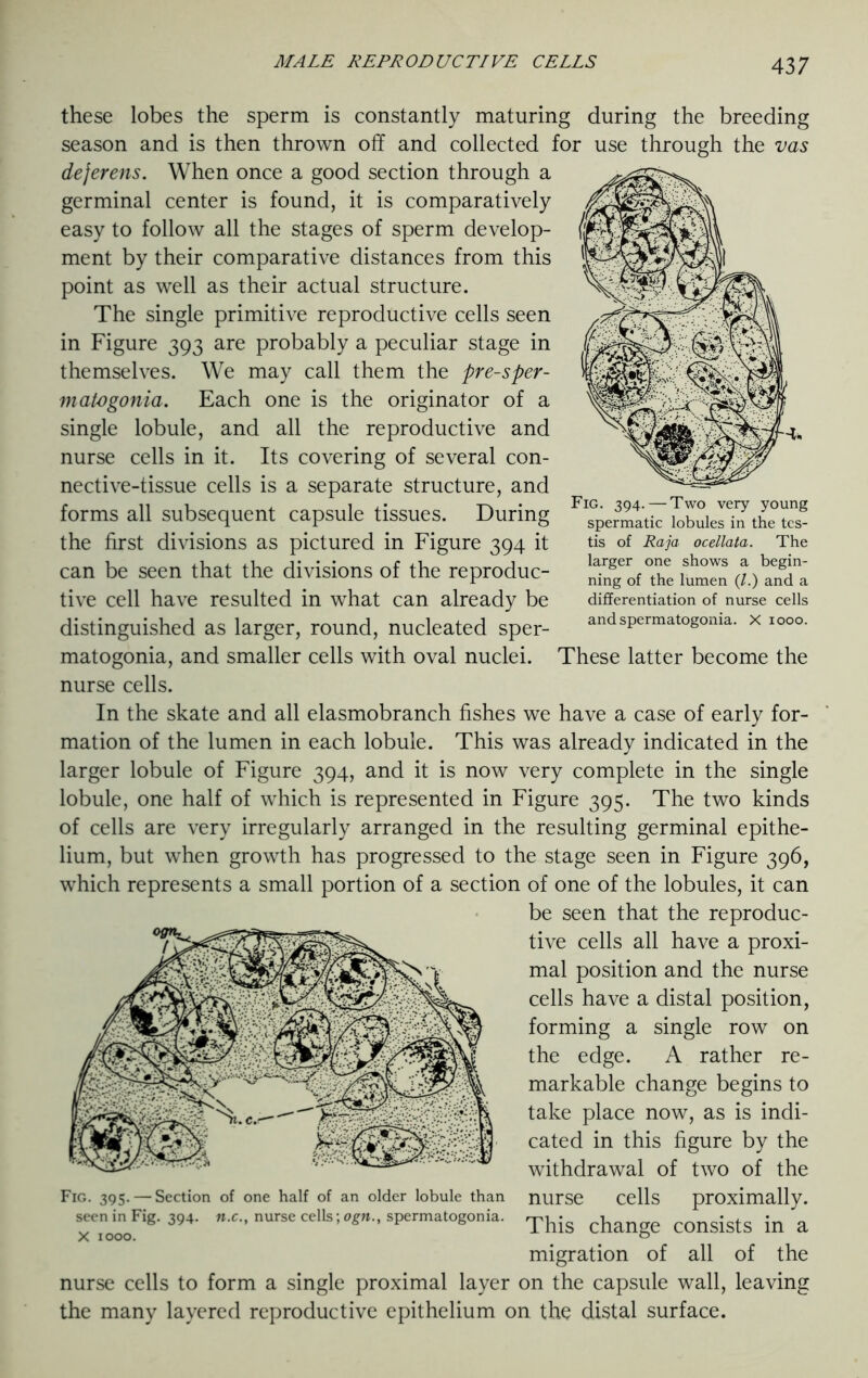 394. — Two very young spermatic lobules in the tes- tis of Raja ocellata. The larger one shows a begin- ning of the lumen (/.) and a differentiation of nurse cells and spermatogonia. X 1000. These latter become the these lobes the sperm is constantly maturing during the breeding season and is then thrown off and collected for use through the vas deferens. When once a good section through a germinal center is found, it is comparatively easy to follow all the stages of sperm develop- ment by their comparative distances from this point as well as their actual structure. The single primitive reproductive cells seen in Figure 393 are probably a peculiar stage in themselves. We may call them the pre-sper- matogonia. Each one is the originator of a single lobule, and all the reproductive and nurse cells in it. Its covering of several con- nective-tissue cells is a separate structure, and forms all subsequent capsule tissues. During the first divisions as pictured in Figure 394 it can be seen that the divisions of the reproduc- tive cell have resulted in what can already be distinguished as larger, round, nucleated sper- matogonia, and smaller cells with oval nuclei, nurse cells. In the skate and all elasmobranch fishes we have a case of early for- mation of the lumen in each lobule. This was already indicated in the larger lobule of Figure 394, and it is now very complete in the single lobule, one half of which is represented in Figure 395. The two kinds of cells are very irregularly arranged in the resulting germinal epithe- lium, but when growth has progressed to the stage seen in Figure 396, which represents a small portion of a section of one of the lobules, it can be seen that the reproduc- tive cells all have a proxi- mal position and the nurse cells have a distal position, forming a single row on the edge. A rather re- markable change begins to take place now, as is indi- cated in this figure by the withdrawal of two of the nurse cells proximally. This change consists in a migration of all of the nurse cells to form a single proximal layer on the capsule wall, leaving the many layered reproductive epithelium on the distal surface. Fig. 395. — Section of one half of an older lobule than seen in Fig. 394. n.c., nurse cells; ogn., spermatogonia. X 1000.