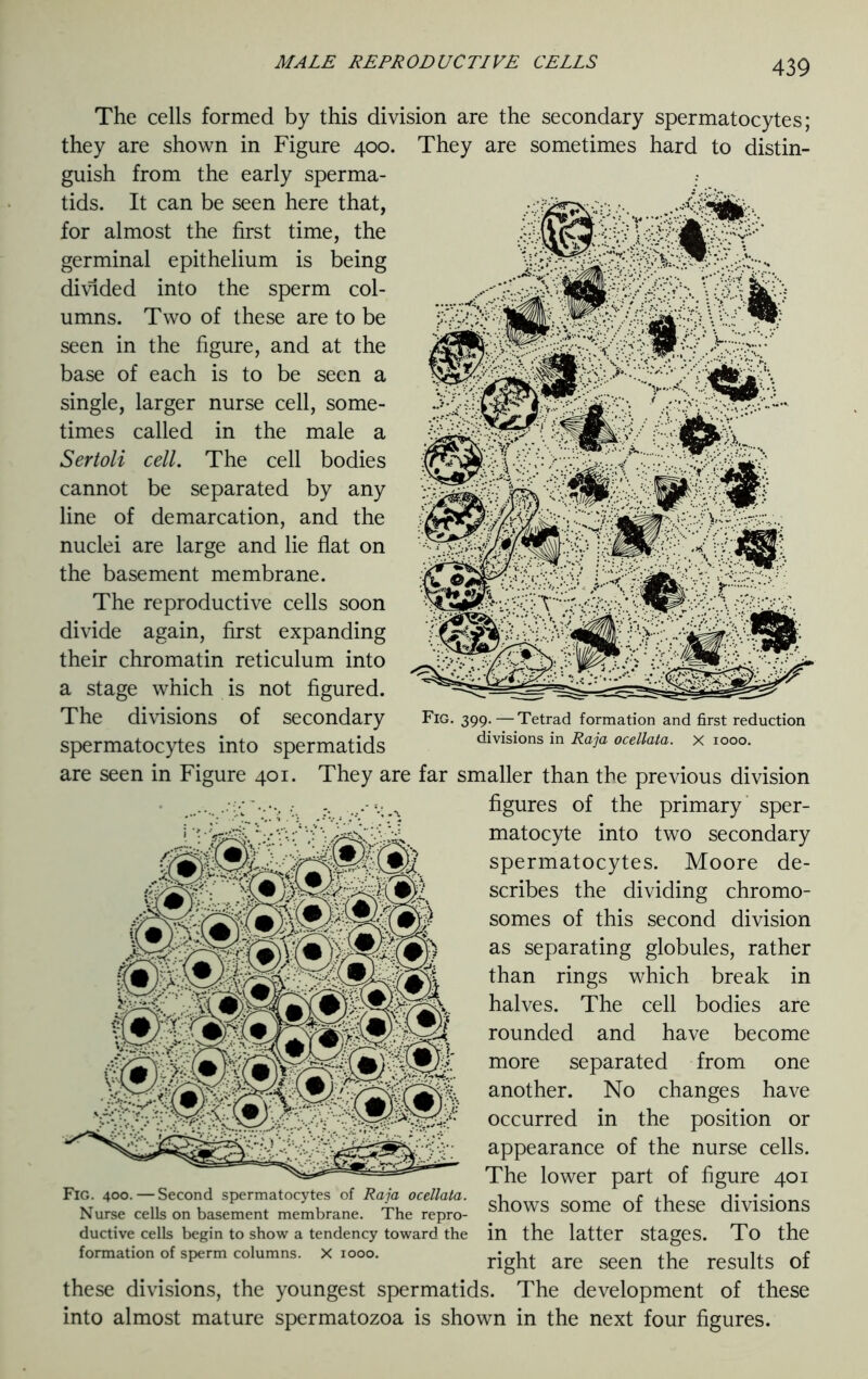 The cells formed by this division are the secondary spermatocytes; they are shown in Figure 400. They are sometimes hard to distin- guish from the early sperma- tids. It can be seen here that, for almost the first time, the germinal epithelium is being divided into the sperm col- umns. Two of these are to be seen in the figure, and at the base of each is to be seen a single, larger nurse cell, some- times called in the male a Sertoli cell. The cell bodies cannot be separated by any line of demarcation, and the nuclei are large and lie flat on the basement membrane. The reproductive cells soon divide again, first expanding their chromatin reticulum into a stage which is not figured. The divisions of secondary spermatocytes into spermatids Fig. 399. — Tetrad formation and first reduction divisions in Raja ocellata. x 1000. are seen in Figure 401. They are far smaller than the previous division figures of the primary sper- matocyte into two secondary spermatocytes. Moore de- scribes the dividing chromo- somes of this second division as separating globules, rather than rings which break in halves. The cell bodies are rounded and have become more separated from one another. No changes have occurred in the position or appearance of the nurse cells. The lower part of figure 401 Fig. 400. —Second spermatocytes of Raja ocellata. i f divisions Nurse cells on basement membrane. The repro- Sm)WS SOme 01 tnese divisions ductive cells begin to show a tendency toward the in the latter Stages. To the formation of sperm columns. X 1000. rjght are ^ the results of these divisions, the youngest spermatids. The development of these into almost mature spermatozoa is shown in the next four figures.