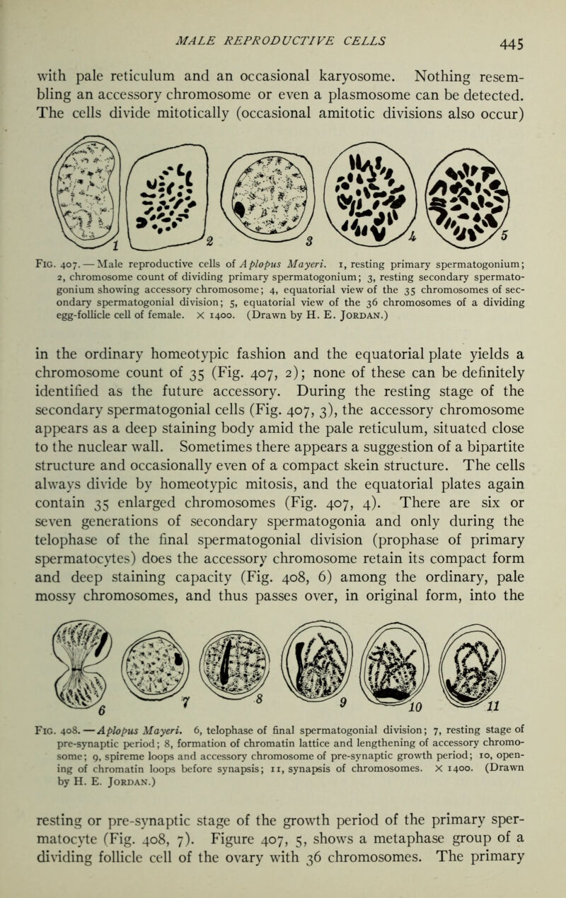 with pale reticulum and an occasional karyosome. Nothing resem- bling an accessory chromosome or even a plasmosome can be detected. The cells divide mitotically (occasional amitotic divisions also occur) Fig. 407. — Male reproductive cells of Aplopus Mayeri. 1, resting primary spermatogonium; 2, chromosome count of dividing primary spermatogonium; 3, resting secondary spermato- gonium showing accessory chromosome; 4, equatorial view of the 35 chromosomes of sec- ondary spermatogonial division; 5, equatorial view of the 36 chromosomes of a dividing egg-follicle cell of female, x 1400. (Drawn by H. E. Jordan.) in the ordinary homeotypic fashion and the equatorial plate yields a chromosome count of 35 (Fig. 407, 2); none of these can be definitely identified as the future accessory. During the resting stage of the secondary spermatogonial cells (Fig. 407, 3), the accessory chromosome appears as a deep staining body amid the pale reticulum, situated close to the nuclear wall. Sometimes there appears a suggestion of a bipartite structure and occasionally even of a compact skein structure. The cells always divide by homeotypic mitosis, and the equatorial plates again contain 35 enlarged chromosomes (Fig. 407, 4). There are six or seven generations of secondary spermatogonia and only during the telophase of the final spermatogonial division (prophase of primary spermatocytes) does the accessory chromosome retain its compact form and deep staining capacity (Fig. 408, 6) among the ordinary, pale mossy chromosomes, and thus passes over, in original form, into the Fig. 408.—Aplopus Mayeri. 6, telophase of final spermatogonial division; 7, resting stage of pre-synaptic period; 8, formation of chromatin lattice and lengthening of accessory chromo- some; 9, spireme loops and accessory chromosome of pre-synaptic growth period; 10, open- ing of chromatin loops before synapsis; n, synapsis of chromosomes. X 1400. (Drawn by H. E. Jordan.) resting or pre-synaptic stage of the growth period of the primary sper- matocyte (Fig. 408, 7). Figure 407, 5, shows a metaphase group of a dividing follicle cell of the ovary with 36 chromosomes. The primary