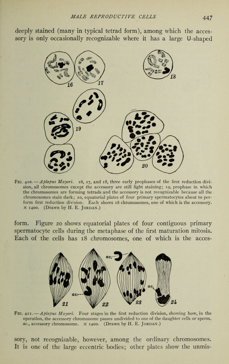 deeply stained (many in typical tetrad form), among which the acces- sory is only occasionally recognizable where it has a large U-shaped Fig. 410. — Aplopus Mayeri. 16, 17, and 18, three early prophases of the first reduction divi- sion, all chromosomes except the accessory are still light staining; 19, prophase in which the chromosomes are forming tetrads and the accessory is not recognizable because all the chromosomes stain dark; 20, equatorial plates of four primary spermatocytes about to per- form first reduction division. Each shows 18 chromosomes, one of which is the accessory. X 1400. (Drawn by H. E. Jordan.) form. Figure 20 shows equatorial plates of four contiguous primary spermatocyte cells during the metaphase of the first maturation mitosis. Each of the cells has 18 chromosomes, one of which is the acces- Fig. 411. — Aplopus Mayeri. Four stages in the first reduction division, showing how, in the operation, the accessory chromosome passes undivided to one of the daughter cells or sperm. ac.y accessory chromosome. X 1400. (Drawn by H. E. Jordan.) sory, not recognizable, however, among the ordinary chromosomes. It is one of the large eccentric bodies; other plates show the unmis-