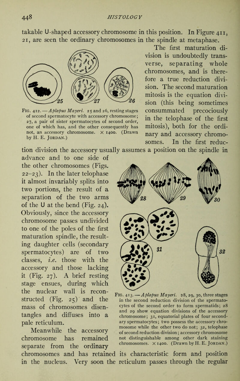 takable U-shaped accessory chromosome in this position. In Figure 411, 21, are seen the ordinary chromosomes in the spindle at metaphase. The first maturation di- vision is undoubtedly trans- verse, separating whole chromosomes, and is there- fore a true reduction divi- sion. The second maturation mitosis is the equation divi- sion (this being sometimes consummated precociously in the telophase of the first mitosis), both for the ordi- nary and accessory chromo- somes. In the first reduc- tion division the accessory usually assumes a position on the spindle in advance and to one side of the other chromosomes (Figs. 22-23). In the later telophase it almost invariably splits into two portions, the result of a separation of the two arms of the U at the bend (Fig. 24). Obviously, since the accessory chromosome passes undivided to one of the poles of the first maturation spindle, the result- ing daughter cells (secondary spermatocytes) are of two classes, i.e. those with the accessory and those lacking it (Fig. 27). A brief resting stage ensues, during which the nuclear wall is recon- structed (Fig. 25) and the mass of chromosomes disen- tangles and diffuses into a pale reticulum. Meanwhile the accessory chromosome has remained separate from the ordinary chromosomes and has retained its characteristic form and position in the nucleus. Very soon the reticulum passes through the regular Fig. 413. — Aplopus Mayeri. 28, 29, 30, three stages in the second reduction division of the spermato- cytes of the second order to form spermatids; 28 and 29 show equation divisions of the accessory chromosome; 31, equatorial plates of four second- ary spermatocytes; two possess the accessory chro- mosome while the other two do not; 32, telophase of second reduction division; accessory chromosome not distinguishable among other dark staining chromosomes. X 1400. (Drawn by H. E. Jordan.) Fig. 412. — Aplopus Mayeri. 25 and 26, resting stages of second spermatocyte with accessory chromosome; 27, a pair of sister spermatocytes of second order, one of which has, and the other consequently has not, an accessory chromosome. X 1400. (Drawn by H. E. Jordan.)