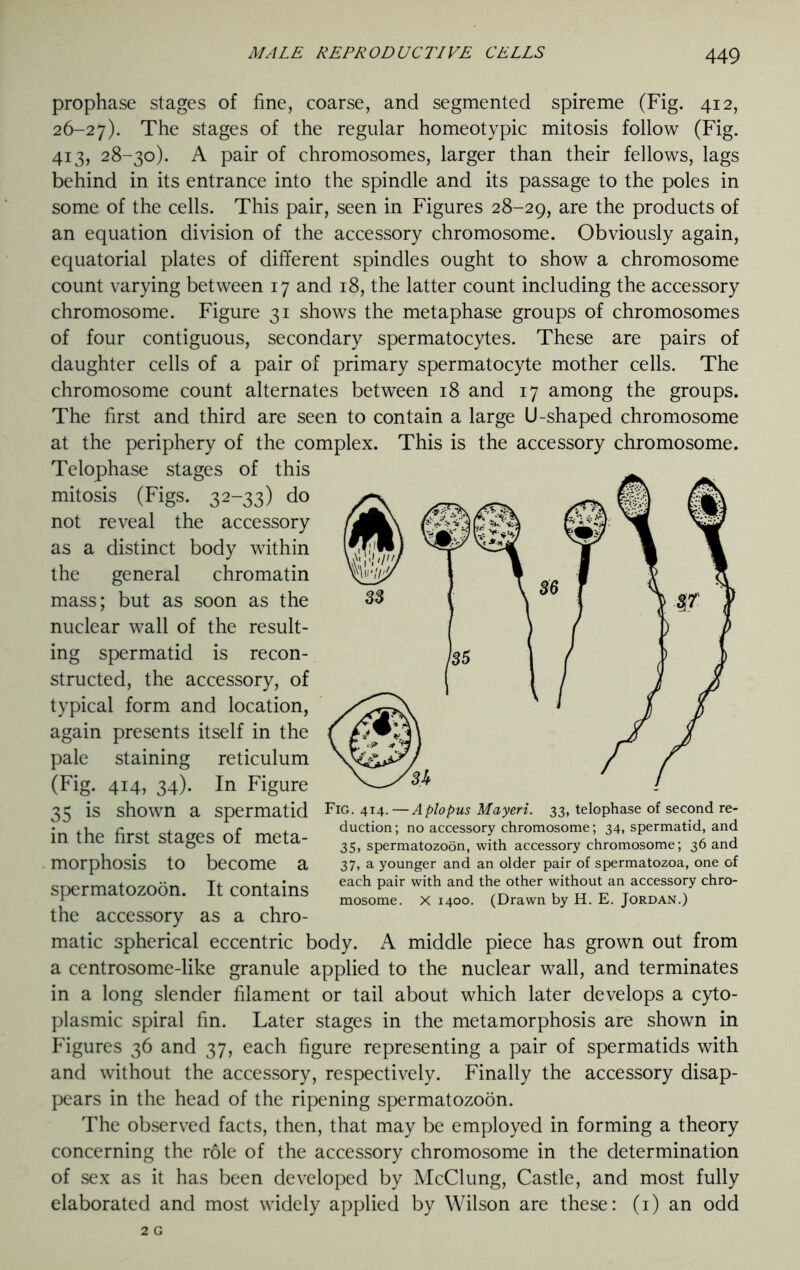 prophase stages of fine, coarse, and segmented spireme (Fig. 412, 26-27). The stages of the regular homeotypic mitosis follow (Fig. 413, 28-30). A pair of chromosomes, larger than their fellows, lags behind in its entrance into the spindle and its passage to the poles in some of the cells. This pair, seen in Figures 28-29, are the products of an equation division of the accessory chromosome. Obviously again, equatorial plates of different spindles ought to show a chromosome count varying between 17 and 18, the latter count including the accessory chromosome. Figure 31 shows the metaphase groups of chromosomes of four contiguous, secondary spermatocytes. These are pairs of daughter cells of a pair of primary spermatocyte mother cells. The chromosome count alternates between 18 and 17 among the groups. The first and third are seen to contain a large U-shaped chromosome at the periphery of the complex. This is the accessory chromosome. Telophase stages of this mitosis (Figs. 32-33) do not reveal the accessory as a distinct body within the general chromatin mass; but as soon as the nuclear wall of the result- ing spermatid is recon- structed, the accessory, of typical form and location, again presents itself in the pale staining reticulum (Fig. 414, 34). In Figure 35 is shown a spermatid in the first stages of meta- morphosis to become a spermatozoon. It contains the accessory as a chro- matic spherical eccentric body. A middle piece has grown out from a centrosome-like granule applied to the nuclear wall, and terminates in a long slender filament or tail about which later develops a cyto- plasmic spiral fin. Later stages in the metamorphosis are shown in Figures 36 and 37, each figure representing a pair of spermatids with and without the accessory, respectively. Finally the accessory disap- pears in the head of the ripening spermatozoon. The observed facts, then, that may be employed in forming a theory concerning the role of the accessory chromosome in the determination of sex as it has been developed by McClung, Castle, and most fully elaborated and most widely applied by Wilson are these: (1) an odd Fig. 414.—Aplopus Mayeri. 33, telophase of second re- duction ; no accessory chromosome; 34, spermatid, and 35, spermatozoon, with accessory chromosome; 36 and 37, a younger and an older pair of spermatozoa, one of each pair with and the other without an accessory chro- mosome. X 1400. (Drawn by H. E. Jordan.)