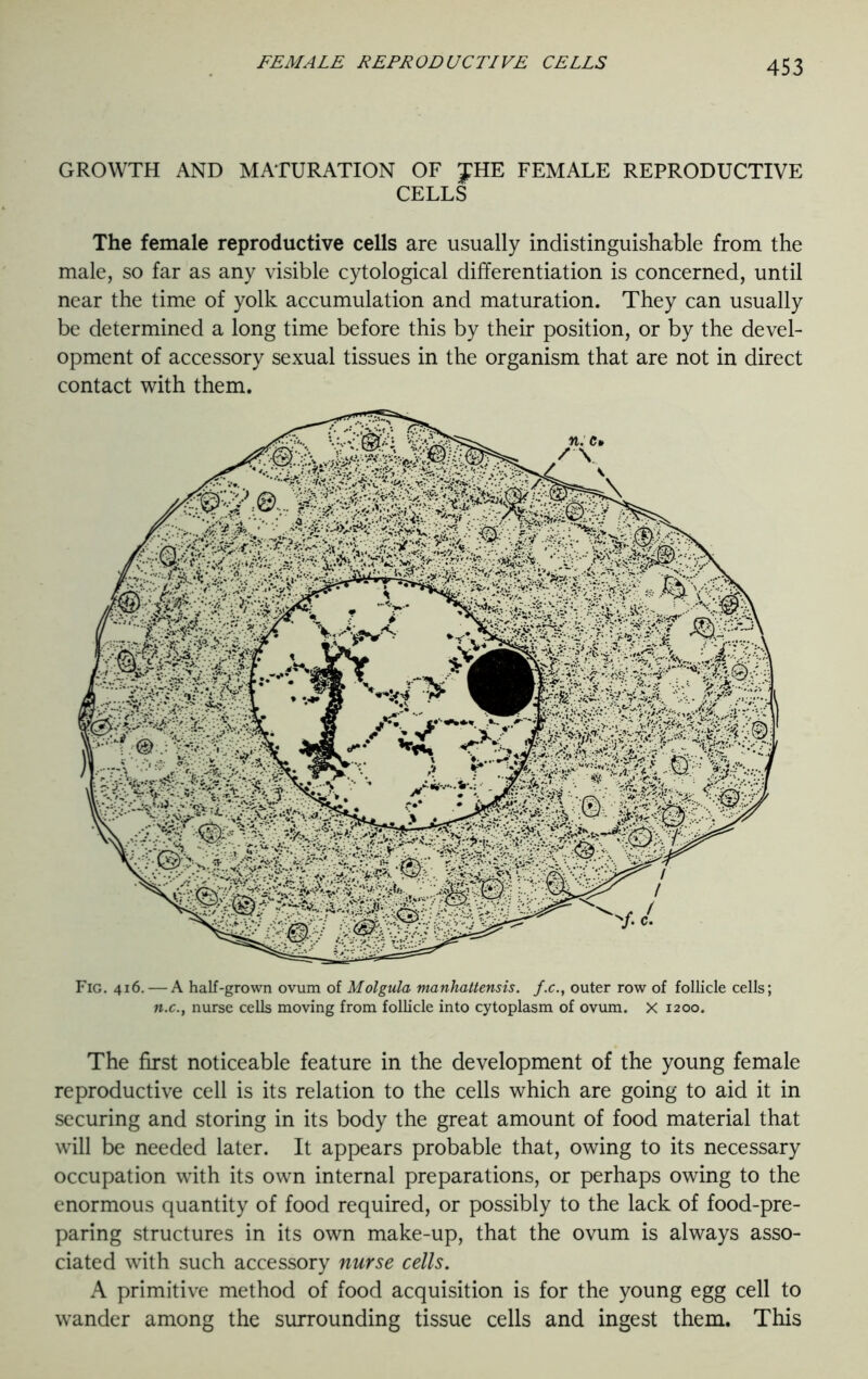 GROWTH AND MATURATION OF fHE FEMALE REPRODUCTIVE CELLS The female reproductive cells are usually indistinguishable from the male, so far as any visible cytological differentiation is concerned, until near the time of yolk accumulation and maturation. They can usually be determined a long time before this by their position, or by the devel- opment of accessory sexual tissues in the organism that are not in direct contact with them. Fig. 416. — A half-grown ovum of Molgula manhattensis. f.c., outer row of follicle cells; n.c., nurse cells moving from follicle into cytoplasm of ovum. X 1200. The first noticeable feature in the development of the young female reproductive cell is its relation to the cells which are going to aid it in securing and storing in its body the great amount of food material that will be needed later. It appears probable that, owing to its necessary occupation with its own internal preparations, or perhaps owing to the enormous quantity of food required, or possibly to the lack of food-pre- paring structures in its own make-up, that the ovum is always asso- ciated with such accessory nurse cells. A primitive method of food acquisition is for the young egg cell to wander among the surrounding tissue cells and ingest them. This