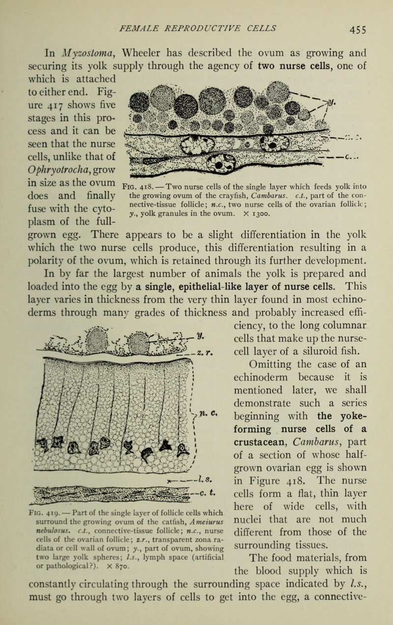 Fig. 418. — Two nurse cells of the single layer which feeds yolk into the growing ovum of the crayfish, Cambarus. c.t., part of the con- nective-tissue follicle; n.c., two nurse cells of the ovarian follicle; y., yolk granules in the ovum. X 1300. In Myzostoma, Wheeler has described the ovum as growing and securing its yolk supply through the agency of two nurse cells, one of which is attached to either end. Fig- ure 417 shows five stages in this pro- cess and it can be seen that the nurse cells, unlike that of Ophryotrocha, grow in size as the ovum does and finally fuse with the cyto- plasm of the full- grown egg. There appears to be a slight differentiation in the yolk which the two nurse cells produce, this differentiation resulting in a polarity of the ovum, which is retained through its further development. In by far the largest number of animals the yolk is prepared and loaded into the egg by a single, epithelial-like layer of nurse cells. This layer varies in thickness from the very thin layer found in most echino- derms through many grades of thickness and probably increased effi- ciency, to the long columnar cells that make up the nurse- cell layer of a siluroid fish. Omitting the case of an echinoderm because it is mentioned later, we shall demonstrate such a series beginning with the yoke- forming nurse cells of a crustacean, Cambarus, part of a section of whose half- grown ovarian egg is shown in Figure 418. The nurse cells form a flat, thin layer here of wide cells, with nuclei that are not much different from those of the surrounding tissues. The food materials, from the blood supply which is constantly circulating through the surrounding space indicated by l.s., must go through two layers of cells to get into the egg, a connective - Fig. 419. — Part of the single layer of follicle cells which surround the growing ovum of the catfish, Ameiurus nebulosus. c.t., connective-tissue follicle; n.c., nurse cells of the ovarian follicle; z.r., transparent zona ra- diata or cell wall of ovum; y., part of ovum, showing two large yolk spheres; l.s., lymph space (artificial or pathological?). X 870.