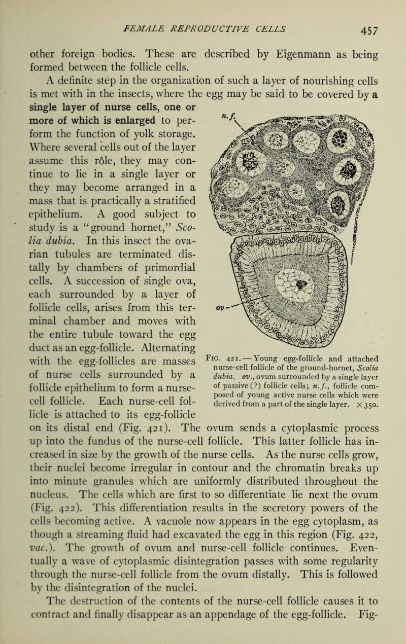 other foreign bodies. These are described by Eigenmann as being formed between the follicle cells. A definite step in the organization of such a layer of nourishing cells is met with in the insects, where the egg may be said to be covered by a single layer of nurse cells, one or more of which is enlarged to per- form the function of yolk storage. Where several cells out of the layer assume this role, they may con- tinue to lie in a single layer or they may become arranged in a mass that is practically a stratified epithelium. A good subject to study is a “ground hornet,” Sco- lia dubia. In this insect the ova- rian tubules are terminated dis- tally by chambers of primordial cells. A succession of single ova, each surrounded by a layer of follicle cells, arises from this ter- minal chamber and moves with the entire tubule toward the egg duct as an egg-follicle. Alternating with the egg-follicles are masses of nurse cells surrounded by a follicle epithelium to form a nurse- cell follicle. Each nurse-cell fol- licle is attached to its egg-follicle on its distal end (Fig. 421). The ovum sends a cytoplasmic process up into the fundus of the nurse-cell follicle. This latter follicle has in- creased in size by the growth of the nurse cells. As the nurse cells grow, their nuclei become irregular in contour and the chromatin breaks up into minute granules which are uniformly distributed throughout the nucleus. The cells which are first to so differentiate lie next the ovum (Fig. 422). This differentiation results in the secretory powers of the cells becoming active. A vacuole now appears in the egg cytoplasm, as though a streaming fluid had excavated the egg in this region (Fig. 422, vac.). The growth of ovum and nurse-cell follicle continues. Even- tually a wave of cytoplasmic disintegration passes with some regularity through the nurse-cell follicle from the ovum distally. This is followed by the disintegration of the nuclei. The destruction of the contents of the nurse-cell follicle causes it to contract and finally disappear as an appendage of the egg-follicle. Fig- Fig. 421. — Young egg-follicle and attached nurse-cell follicle of the ground-hornet, Scolia dubia. ov., ovum surrounded by a single layer of passive (?) follicle cells; n. f., follicle com- posed of young active nurse cells which were derived from a part of the single layer, x 350.