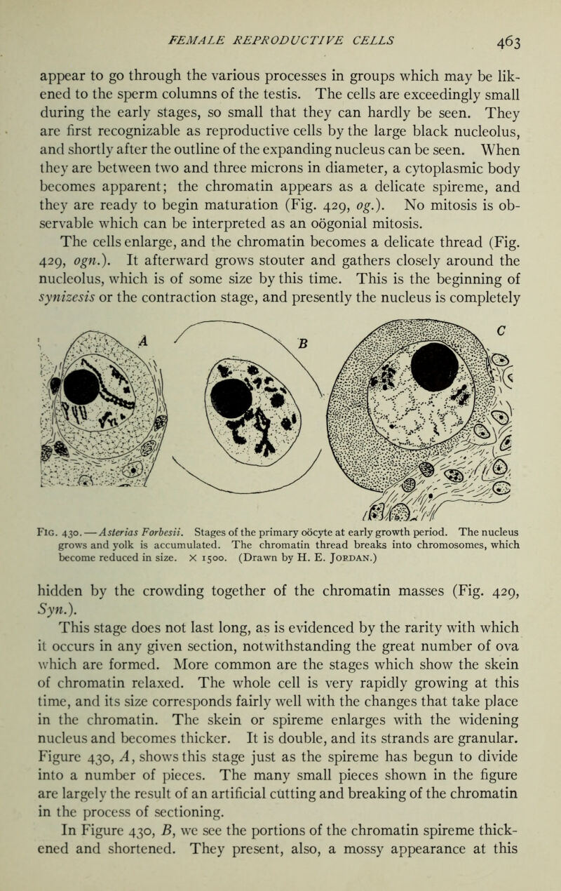 appear to go through the various processes in groups which may be lik- ened to the sperm columns of the testis. The cells are exceedingly small during the early stages, so small that they can hardly be seen. They are first recognizable as reproductive cells by the large black nucleolus, and shortly after the outline of the expanding nucleus can be seen. When they are between two and three microns in diameter, a cytoplasmic body becomes apparent; the chromatin appears as a delicate spireme, and they are ready to begin maturation (Fig. 429, og.). No mitosis is ob- servable which can be interpreted as an oogonial mitosis. The cells enlarge, and the chromatin becomes a delicate thread (Fig. 429, ogn.). It afterward grows stouter and gathers closely around the nucleolus, which is of some size by this time. This is the beginning of synizesis or the contraction stage, and presently the nucleus is completely Fig. 430. — Asterias Forbesii. Stages of the primary oocyte at early growth period. The nucleus grows and yolk is accumulated. The chromatin thread breaks into chromosomes, which become reduced in size. X 1500. (Drawn by H. E. Jordan.) hidden by the crowding together of the chromatin masses (Fig. 429, Syn.). This stage does not last long, as is evidenced by the rarity with which it occurs in any given section, notwithstanding the great number of ova which are formed. More common are the stages which show the skein of chromatin relaxed. The whole cell is very rapidly growing at this time, and its size corresponds fairly well with the changes that take place in the chromatin. The skein or spireme enlarges with the widening nucleus and becomes thicker. It is double, and its strands are granular. Figure 430, A, shows this stage just as the spireme has begun to divide into a number of pieces. The many small pieces shown in the figure are largely the result of an artificial cutting and breaking of the chromatin in the process of sectioning. In Figure 430, B, we see the portions of the chromatin spireme thick- ened and shortened. They present, also, a mossy appearance at this