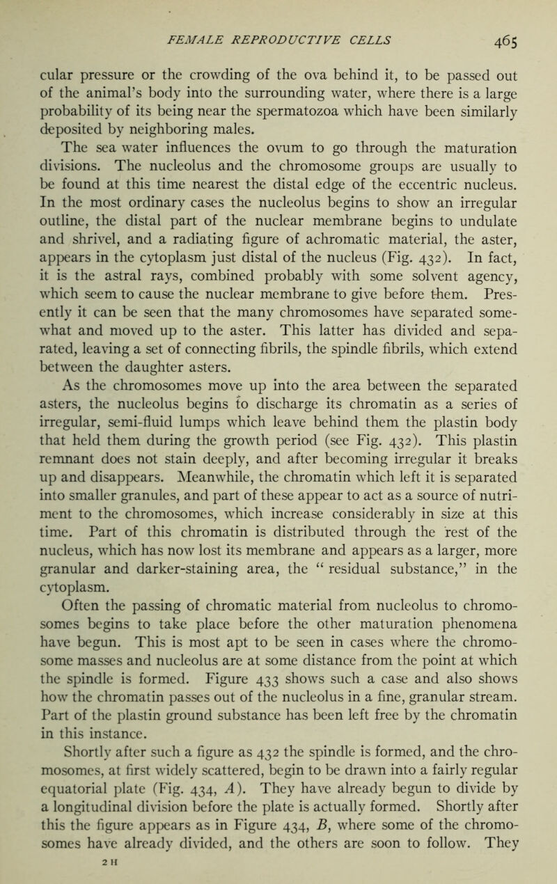 cular pressure or the crowding of the ova behind it, to be passed out of the animal’s body into the surrounding water, where there is a large probability of its being near the spermatozoa which have been similarly deposited by neighboring males. The sea water influences the ovum to go through the maturation divisions. The nucleolus and the chromosome groups are usually to be found at this time nearest the distal edge of the eccentric nucleus. In the most ordinary cases the nucleolus begins to show an irregular outline, the distal part of the nuclear membrane begins to undulate and shrivel, and a radiating figure of achromatic material, the aster, appears in the cytoplasm just distal of the nucleus (Fig. 432). In fact, it is the astral rays, combined probably with some solvent agency, which seem to cause the nuclear membrane to give before t-hem. Pres- ently it can be seen that the many chromosomes have separated some- what and moved up to the aster. This latter has divided and sepa- rated, leaving a set of connecting fibrils, the spindle fibrils, which extend between the daughter asters. As the chromosomes move up into the area between the separated asters, the nucleolus begins to discharge its chromatin as a series of irregular, semi-fluid lumps which leave behind them the plastin body that held them during the growth period (see Fig. 432). This plastin remnant does not stain deeply, and after becoming irregular it breaks up and disappears. Meanwhile, the chromatin which left it is separated into smaller granules, and part of these appear to act as a source of nutri- ment to the chromosomes, which increase considerably in size at this time. Part of this chromatin is distributed through the rest of the nucleus, which has now lost its membrane and appears as a larger, more granular and darker-staining area, the “ residual substance,” in the cytoplasm. Often the passing of chromatic material from nucleolus to chromo- somes begins to take place before the other maturation phenomena have begun. This is most apt to be seen in cases where the chromo- some masses and nucleolus are at some distance from the point at which the spindle is formed. Figure 433 shows such a case and also shows how the chromatin passes out of the nucleolus in a fine, granular stream. Part of the plastin ground substance has been left free by the chromatin in this instance. Shortly after such a figure as 432 the spindle is formed, and the chro- mosomes, at first widely scattered, begin to be drawn into a fairly regular equatorial plate (Fig. 434, A). They have already begun to divide by a longitudinal division before the plate is actually formed. Shortly after this the figure appears as in Figure 434, B, where some of the chromo- somes have already divided, and the others are soon to follow. They