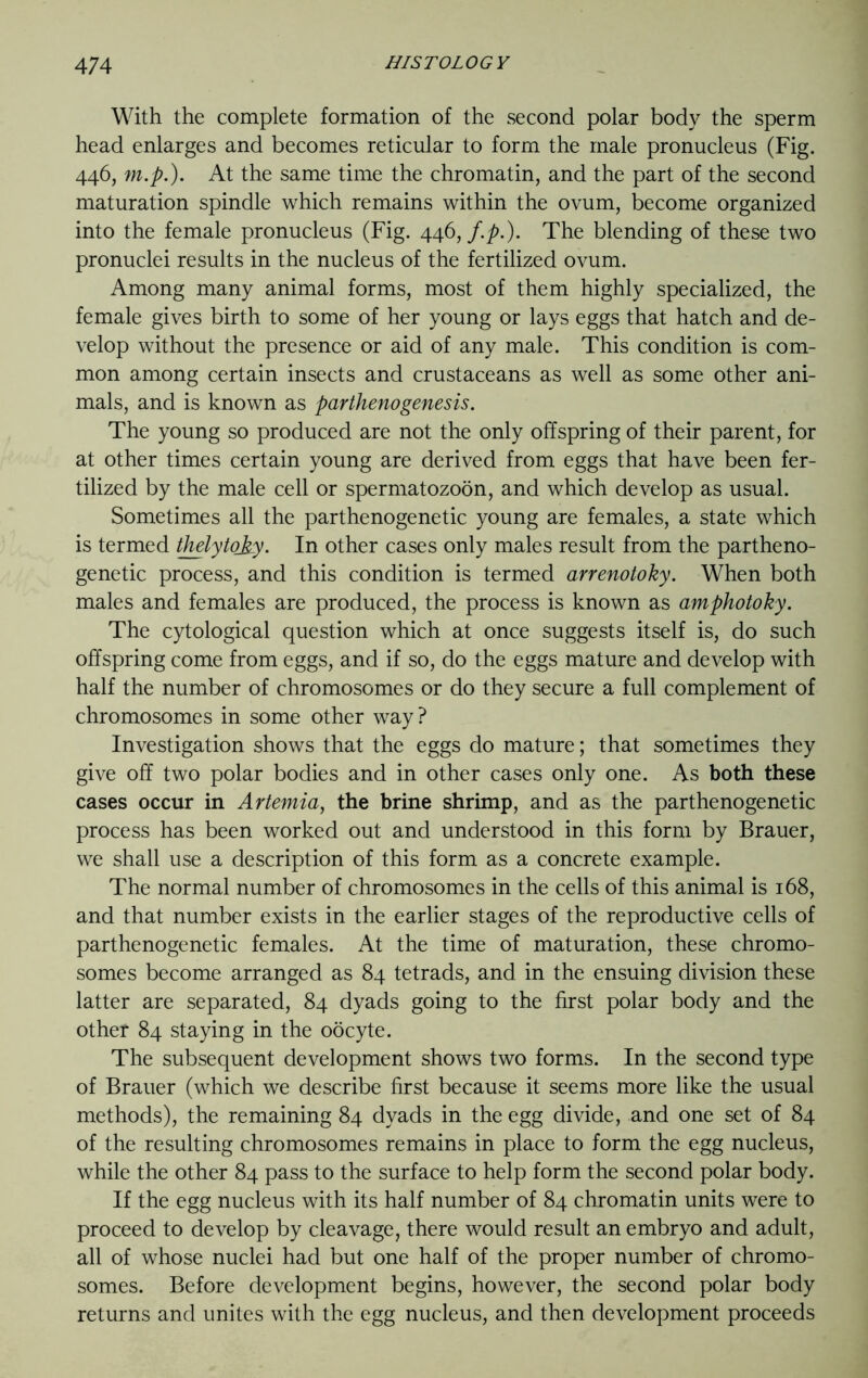 With the complete formation of the second polar body the sperm head enlarges and becomes reticular to form the male pronucleus (Fig. 446,m.p.). At the same time the chromatin, and the part of the second maturation spindle which remains within the ovum, become organized into the female pronucleus (Fig. 446,f.p.). The blending of these two pronuclei results in the nucleus of the fertilized ovum. Among many animal forms, most of them highly specialized, the female gives birth to some of her young or lays eggs that hatch and de- velop without the presence or aid of any male. This condition is com- mon among certain insects and crustaceans as well as some other ani- mals, and is known as parthenogenesis. The young so produced are not the only offspring of their parent, for at other times certain young are derived from eggs that have been fer- tilized by the male cell or spermatozoon, and which develop as usual. Sometimes all the parthenogenetic young are females, a state which is termed thelytofey. In other cases only males result from the partheno- genetic process, and this condition is termed arrenotoky. When both males and females are produced, the process is known as amphotoky. The cytological question which at once suggests itself is, do such offspring come from eggs, and if so, do the eggs mature and develop with half the number of chromosomes or do they secure a full complement of chromosomes in some other way? Investigation shows that the eggs do mature; that sometimes they give off two polar bodies and in other cases only one. As both these cases occur in Artemia, the brine shrimp, and as the parthenogenetic process has been worked out and understood in this form by Brauer, we shall use a description of this form as a concrete example. The normal number of chromosomes in the cells of this animal is 168, and that number exists in the earlier stages of the reproductive cells of parthenogenetic females. At the time of maturation, these chromo- somes become arranged as 84 tetrads, and in the ensuing division these latter are separated, 84 dyads going to the first polar body and the other 84 staying in the oocyte. The subsequent development shows two forms. In the second type of Brauer (which we describe first because it seems more like the usual methods), the remaining 84 dyads in the egg divide, and one set of 84 of the resulting chromosomes remains in place to form the egg nucleus, while the other 84 pass to the surface to help form the second polar body. If the egg nucleus with its half number of 84 chromatin units were to proceed to develop by cleavage, there would result an embryo and adult, all of whose nuclei had but one half of the proper number of chromo- somes. Before development begins, however, the second polar body returns and unites with the egg nucleus, and then development proceeds