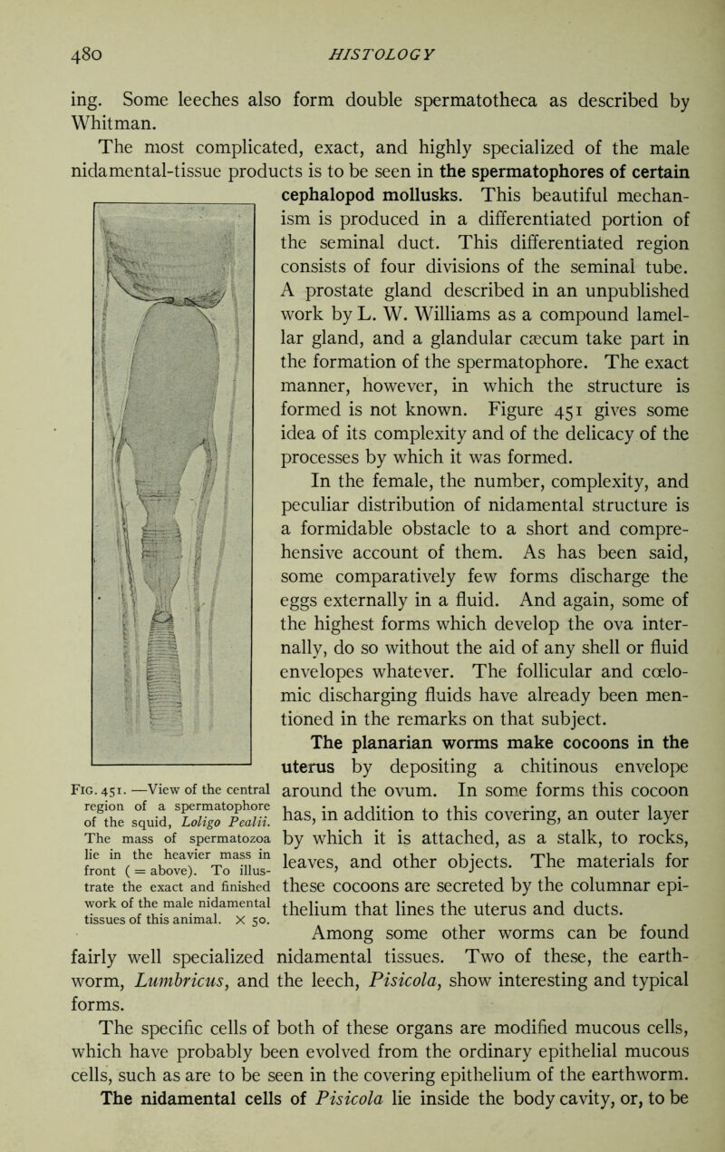 ing. Some leeches also form double spermatotheca as described by Whitman. The most complicated, exact, and highly specialized of the male nidamental-tissue products is to be seen in the spermatophores of certain cephalopod mollusks. This beautiful mechan- ism is produced in a differentiated portion of the seminal duct. This differentiated region consists of four divisions of the seminal tube. A prostate gland described in an unpublished work by L. W. Williams as a compound lamel- lar gland, and a glandular caecum take part in the formation of the spermatophore. The exact manner, however, in which the structure is formed is not known. Figure 451 gives some idea of its complexity and of the delicacy of the processes by which it was formed. In the female, the number, complexity, and peculiar distribution of nidamental structure is a formidable obstacle to a short and compre- hensive account of them. As has been said, some comparatively few forms discharge the eggs externally in a fluid. And again, some of the highest forms which develop the ova inter- nally, do so without the aid of any shell or fluid envelopes whatever. The follicular and coelo- mic discharging fluids have already been men- tioned in the remarks on that subject. The planarian worms make cocoons in the uterus by depositing a chitinous envelope Fig. 451- —View of the central around the ovum. In some forms this cocoon of8!he squilT^X/S has>in addition to this covering, an outer layer The mass of spermatozoa by which it is attached, as a stalk, to rocks, lL?(ilbovefrToTlui leaves> and other objects. The materials for trate the exact and finished these cocoons are secreted by the columnar epi- work of the male mdamentai ^helium that lines the uterus and ducts, tissues of this animal. X 50. Among some other worms can be found fairly well specialized nidamental tissues. Two of these, the earth- worm, Lumbricus, and the leech, Pisicola, show interesting and typical forms. The specific cells of both of these organs are modified mucous cells, which have probably been evolved from the ordinary epithelial mucous cells, such as are to be seen in the covering epithelium of the earthworm. The nidamental cells of Pisicola lie inside the body cavity, or, to be