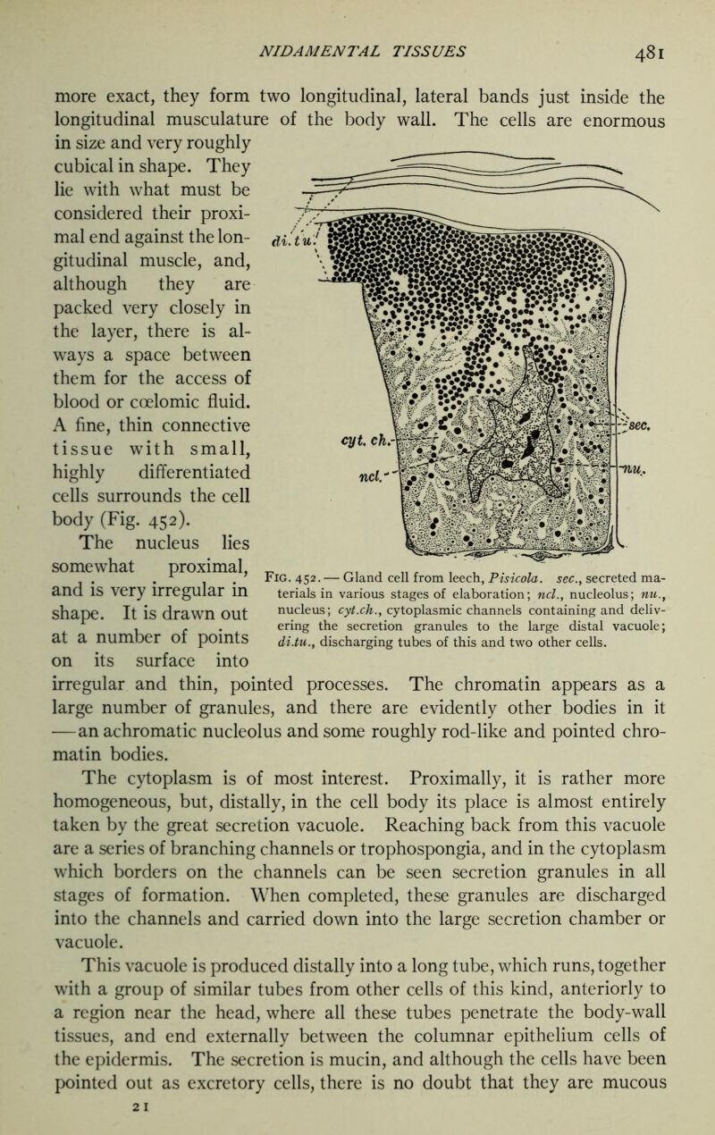 di.tu. more exact, they form two longitudinal, lateral bands just inside the longitudinal musculature of the body wall. The cells are enormous in size and very roughly cubical in shape. They lie with what must be considered their proxi- mal end against the lon- gitudinal muscle, and, although they are packed very closely in the layer, there is al- ways a space between them for the access of blood or coelomic fluid. A fine, thin connective tissue with small, highly differentiated cells surrounds the cell body (Fig. 452). The nucleus lies somewhat proximal, and is very irregular in shape. It is drawn out at a number of points on its surface into irregular and thin, pointed processes. The chromatin appears as a large number of granules, and there are evidently other bodies in it — an achromatic nucleolus and some roughly rod-like and pointed chro- matin bodies. The cytoplasm is of most interest. Proximally, it is rather more homogeneous, but, distally, in the cell body its place is almost entirely taken by the great secretion vacuole. Reaching back from this vacuole are a series of branching channels or trophospongia, and in the cytoplasm which borders on the channels can be seen secretion granules in all stages of formation. When completed, these granules are discharged into the channels and carried down into the large secretion chamber or vacuole. This vacuole is produced distally into a long tube, which runs, together with a group of similar tubes from other cells of this kind, anteriorly to a region near the head, where all these tubes penetrate the body-wall tissues, and end externally between the columnar epithelium cells of the epidermis. The secretion is mucin, and although the cells have been pointed out as excretory cells, there is no doubt that they are mucous Fig. 452. — Gland cell from leech, Pisicola. sec., secreted ma- terials in various stages of elaboration; ncl., nucleolus; nu., nucleus; cyt.ch., cytoplasmic channels containing and deliv- ering the secretion granules to the large distal vacuole; di.tu., discharging tubes of this and two other cells.