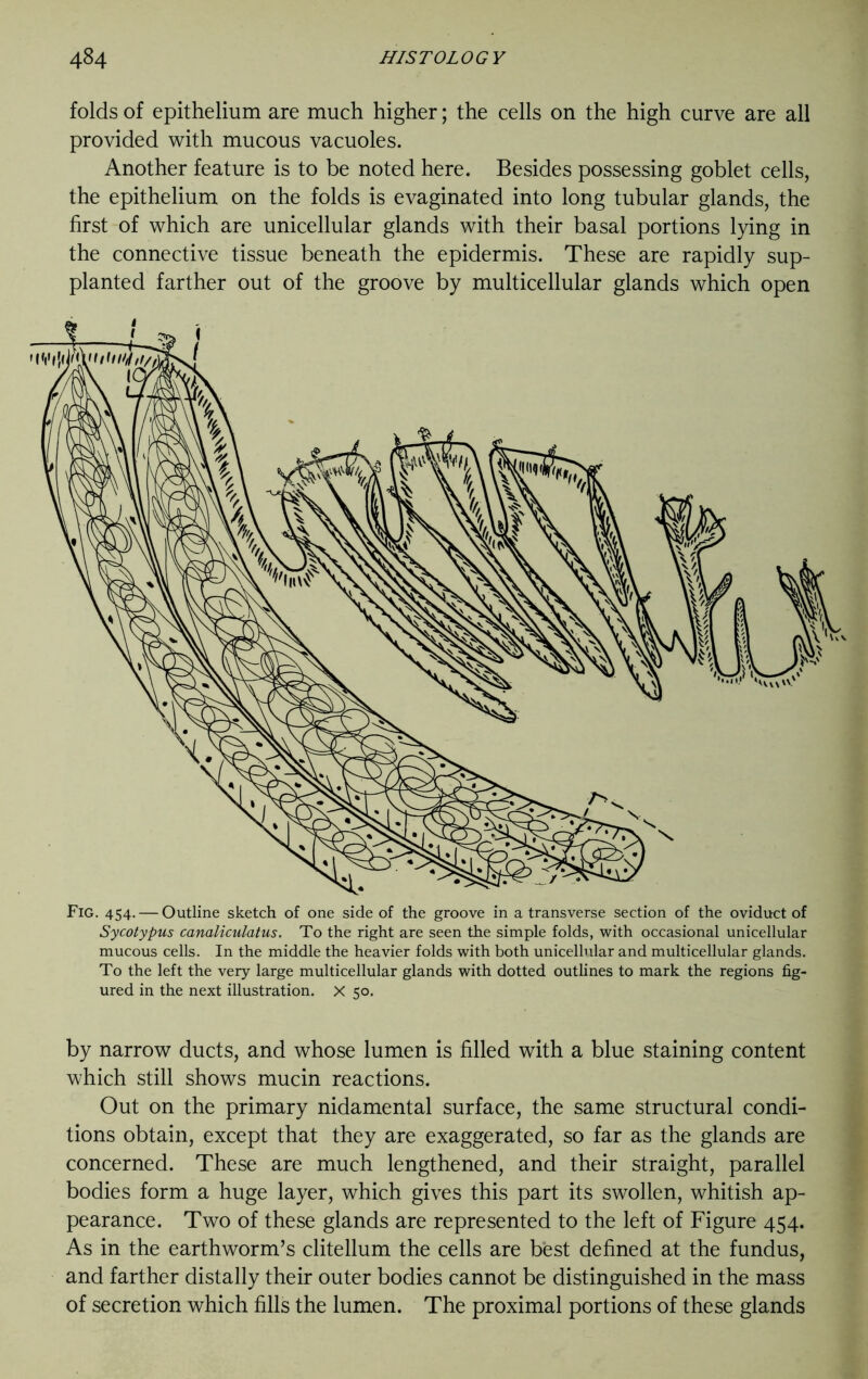 folds of epithelium are much higher; the cells on the high curve are all provided with mucous vacuoles. Another feature is to be noted here. Besides possessing goblet cells, the epithelium on the folds is evaginated into long tubular glands, the first of which are unicellular glands with their basal portions lying in the connective tissue beneath the epidermis. These are rapidly sup- planted farther out of the groove by multicellular glands which open Fig. 454. — Outline sketch of one side of the groove in a transverse section of the oviduct of Sycotypus canaliculatus. To the right are seen the simple folds, with occasional unicellular mucous cells. In the middle the heavier folds with both unicellular and multicellular glands. To the left the very large multicellular glands with dotted outlines to mark the regions fig- ured in the next illustration. X 50. by narrow ducts, and whose lumen is filled with a blue staining content which still shows mucin reactions. Out on the primary nidamental surface, the same structural condi- tions obtain, except that they are exaggerated, so far as the glands are concerned. These are much lengthened, and their straight, parallel bodies form a huge layer, which gives this part its swollen, whitish ap- pearance. Two of these glands are represented to the left of Figure 454. As in the earthworm’s clitellum the cells are best defined at the fundus, and farther distally their outer bodies cannot be distinguished in the mass of secretion which fills the lumen. The proximal portions of these glands