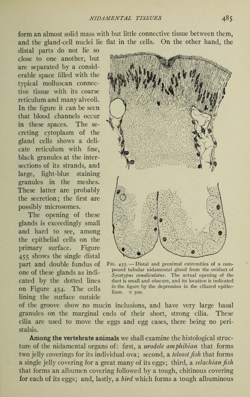 form an almost solid mass with but little connective tissue between them, and the gland-cell nuclei lie flat in the cells. On the other hand, the distal parts do not lie so Mlliimitlri/ihiin... close to one another, but are separated by a consid- erable space filled with the typical molluscan connec- tive tissue with its coarse reticulum and many alveoli. In the figure it can be seen that blood channels occur in these spaces. The se- creting cytoplasm of the gland cells shows a deli- cate reticulum with fine, black granules at the inter- sections of its strands, and large, light-blue staining granules in the meshes. These latter are probably the secretion; the first are possibly microsomes. The opening of these glands is exceedingly small and hard to see, among the epithelial cells on the primary surface. Figure 455 shows the single distal part and double fundus of one of these glands as indi- cated by the dotted lines on Figure 454. The cells lining the surface outside of the groove show no mucin inclusions, and have very large basal granules on the marginal ends of their short, strong cilia. These cilia are used to move the eggs and egg cases, there being no peri- stalsis. Among the vertebrate animals we shall examine the histological struc- ture of the nidamental organs of: first, a urodele amphibian that forms two jelly coverings for its individual ova; second, a teleost fish that forms a single jelly covering for a great many of its eggs; third, a selachian fish that forms an albumen covering followed by a tough, chitinous covering for each of its eggs; and, lastly, a bird which forms a tough albuminous Fig. 455. — Distal and proximal extremities of a com- pound tubular nidamental gland from the oviduct of Sycotypus canaliculatus. The actual opening of the duct is small and obscure, and its location is indicated in the figure by the depression in the ciliated epithe- lium. X 500.