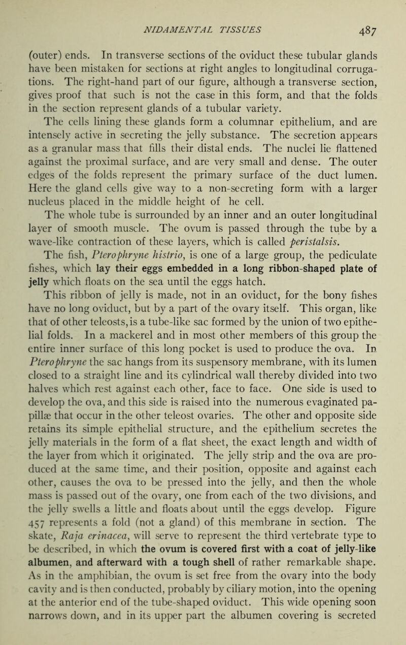 (outer) ends. In transverse sections of the oviduct these tubular glands have been mistaken for sections at right angles to longitudinal corruga- tions. The right-hand part of our figure, although a transverse section, gives proof that such is not the case in this form, and that the folds in the section represent glands of a tubular variety. The cells lining these glands form a columnar epithelium, and are intensely active in secreting the jelly substance. The secretion appears as a granular mass that fills their distal ends. The nuclei lie flattened against the proximal surface, and are very small and dense. The outer edges of the folds represent the primary surface of the duct lumen. Here the gland cells give way to a non-secreting form with a larger nucleus placed in the middle height of he cell. The whole tube is surrounded by an inner and an outer longitudinal layer of smooth muscle. The ovum is passed through the tube by a wave-like contraction of these layers, which is called peristalsis. The fish, Pterophryne his trio, is one of a large group, the pediculate fishes, which lay their eggs embedded in a long ribbon-shaped plate of jelly which floats on the sea until the eggs hatch. This ribbon of jelly is made, not in an oviduct, for the bony fishes have no long oviduct, but by a part of the ovary itself. This organ, like that of other teleosts,is a tube-like sac formed by the union of two epithe- lial folds. In a mackerel and in most other members of this group the entire inner surface of this long pocket is used to produce the ova. In Pterophryne the sac hangs from its suspensory membrane, with its lumen closed to a straight line and its cylindrical wall thereby divided into two halves which rest against each other, face to face. One side is used to develop the ova, and this side is raised into the numerous evaginated pa- pillae that occur in the other teleost ovaries. The other and opposite side retains its simple epithelial structure, and the epithelium secretes the jelly materials in the form of a flat sheet, the exact length and width of the layer from which it originated. The jelly strip and the ova are pro- duced at the same time, and their position, opposite and against each other, causes the ova to be pressed into the jelly, and then the whole mass is passed out of the ovary, one from each of the two divisions, and the jelly swells a little and floats about until the eggs develop. Figure 457 represents a fold (not a gland) of this membrane in section. The skate, Raja erinacea, will serve to represent the third vertebrate type to be described, in which the ovum is covered first with a coat of jelly-like albumen, and afterward with a tough shell of rather remarkable shape. As in the amphibian, the ovum is set free from the ovary into the body cavity and is then conducted, probably by ciliary motion, into the opening at the anterior end of the tube-shaped oviduct. This wide opening soon narrows down, and in its upper part the albumen covering is secreted