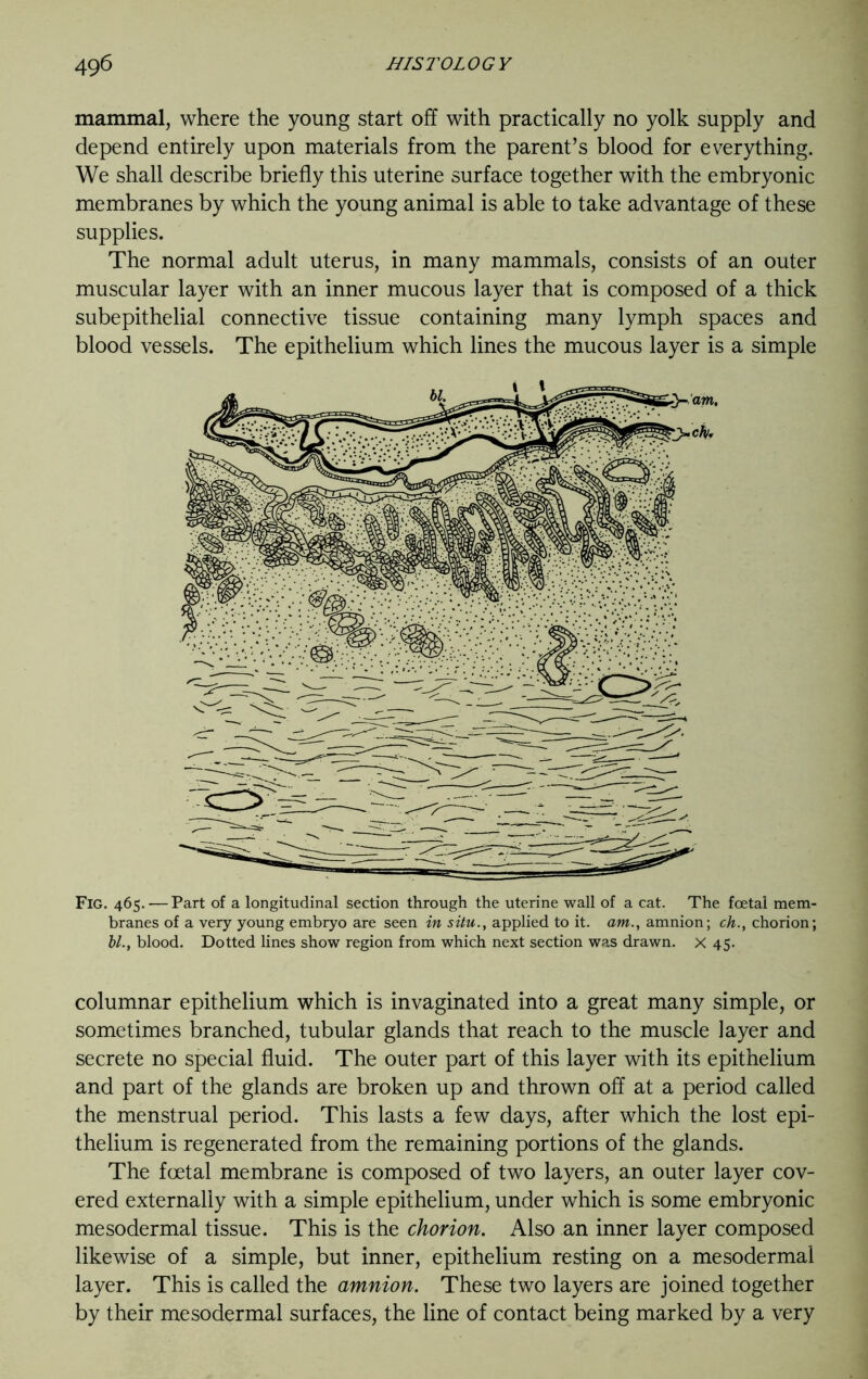 mammal, where the young start off with practically no yolk supply and depend entirely upon materials from the parent’s blood for everything. We shall describe briefly this uterine surface together with the embryonic membranes by which the young animal is able to take advantage of these supplies. The normal adult uterus, in many mammals, consists of an outer muscular layer with an inner mucous layer that is composed of a thick subepithelial connective tissue containing many lymph spaces and blood vessels. The epithelium which lines the mucous layer is a simple Fig. 465. — Part of a longitudinal section through the uterine wall of a cat. The foetal mem- branes of a very young embryo are seen in situ., applied to it. am., amnion; ch., chorion; bl., blood. Dotted lines show region from which next section was drawn, x 45. columnar epithelium which is invaginated into a great many simple, or sometimes branched, tubular glands that reach to the muscle layer and secrete no special fluid. The outer part of this layer with its epithelium and part of the glands are broken up and thrown off at a period called the menstrual period. This lasts a few days, after which the lost epi- thelium is regenerated from the remaining portions of the glands. The foetal membrane is composed of two layers, an outer layer cov- ered externally with a simple epithelium, under which is some embryonic mesodermal tissue. This is the chorion. Also an inner layer composed likewise of a simple, but inner, epithelium resting on a mesodermal layer. This is called the amnion. These two layers are joined together by their mesodermal surfaces, the line of contact being marked by a very