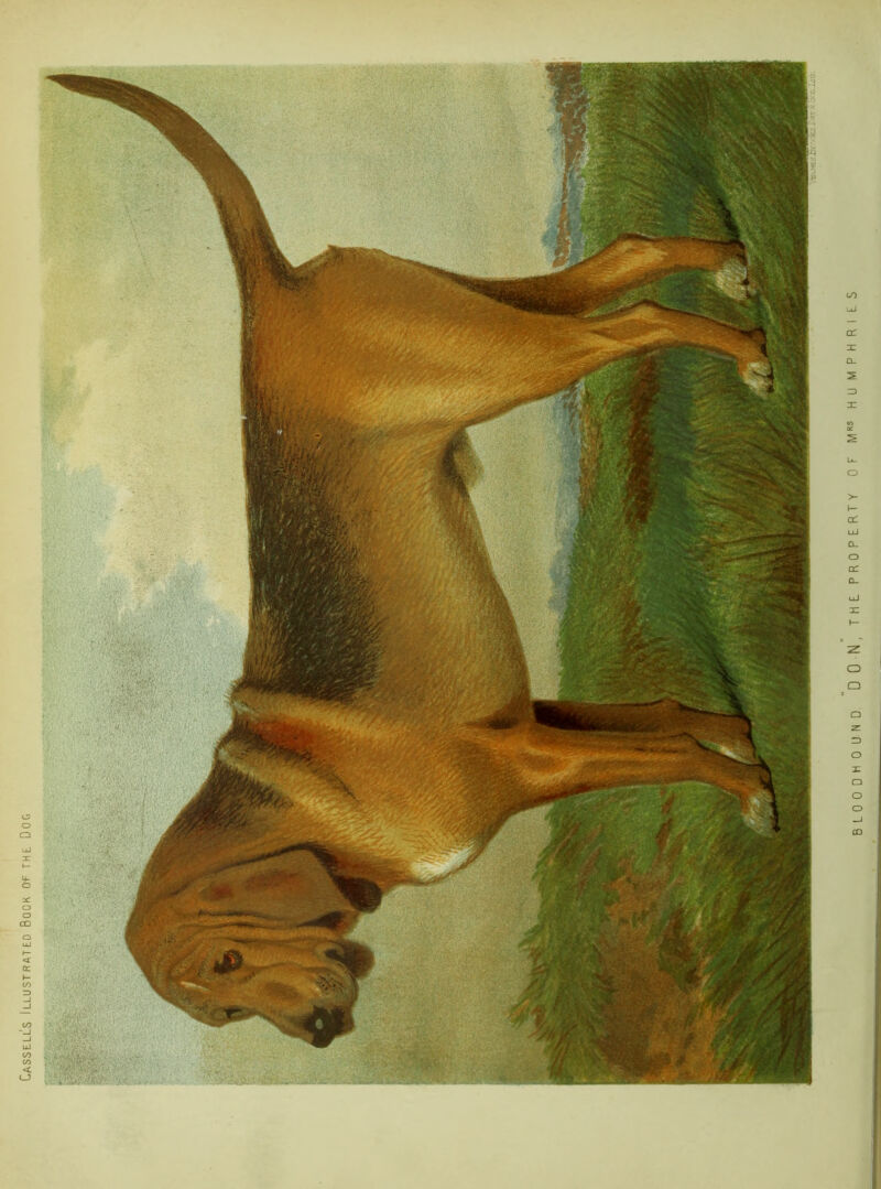 Cassells Illustrated Book Of the Dog