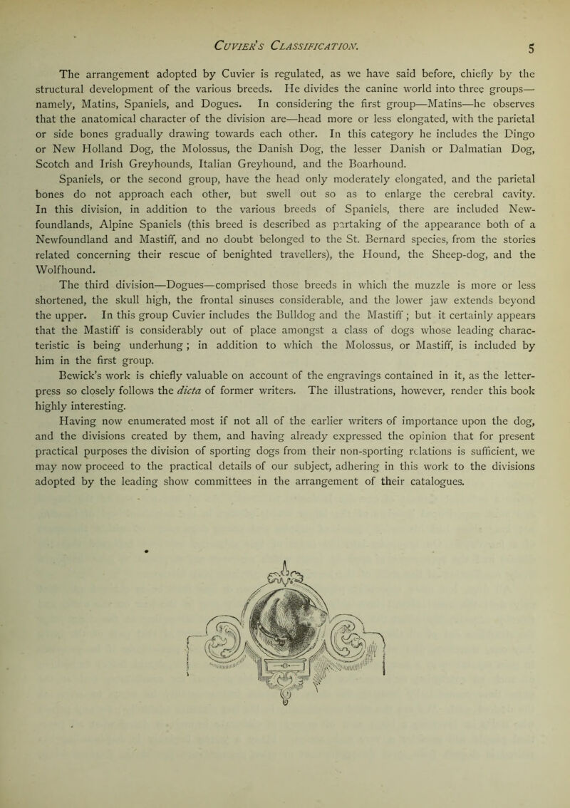 Cuvier's Classification. The arrangement adopted by Cuvier is regulated, as we have said before, chiefly by the structural development of the various breeds. He divides the canine world into three groups—• namely, Matins, Spaniels, and Dogues. In considering the first group—Matins—he observes that the anatomical character of the division are—head more or less elongated, with the parietal or side bones gradually drawing towards each other. In this category he includes the Dingo or New Holland Dog, the Molossus, the Danish Dog, the lesser Danish or Dalmatian Dog, Scotch and Irish Greyhounds, Italian Greyhound, and the Boarhound. Spaniels, or the second group, have the head only moderately elongated, and the parietal bones do not approach each other, but swell out so as to enlarge the cerebral cavity. In this division, in addition to the various breeds of Spaniels, there are included New- foundlands, Alpine Spaniels (this breed is described as partaking of the appearance both of a Newfoundland and Mastiff, and no doubt belonged to the St. Bernard species, from the stories related concerning their rescue of benighted travellers), the Hound, the Sheep-dog, and the Wolfhound. The third division—Dogues—comprised those breeds in which the muzzle is more or less shortened, the skull high, the frontal sinuses considerable, and the lower jaw extends beyond the upper. In this group Cuvier includes the Bulldog and the Mastiff ; but it certainly appears that the Mastiff is considerably out of place amongst a class of dogs whose leading charac- teristic is being underhung; in addition to which the Molossus, or Mastiff, is included by him in the first group. Bewick’s work is chiefly valuable on account of the engravings contained in it, as the letter- press so closely follows the dicta of former writers. The illustrations, however, render this book highly interesting. Having now enumerated most if not all of the earlier writers of importance upon the dog, and the divisions created by them, and having already expressed the opinion that for present practical purposes the division of sporting dogs from their non-sporting relations is sufficient, we may now proceed to the practical details of our subject, adhering in this work to the divisions adopted by the leading show committees in the arrangement of their catalogues.