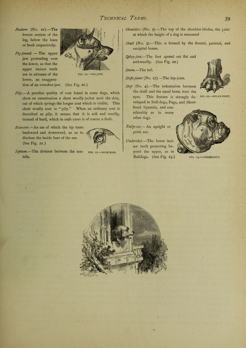 Technical Terms. Shoulders (No. 9).—The top of the shoulder-blades, the point at which the height of a dog is measured Skull (No. 5).—This is formed by the frontal, parietal, and occipital bones. Splay-foot.—The foot spread out flat and awkwardly. (See Fig. 22.) Stern.—The tail. Stifle-joint (No. 17).—The hip-joint. Stop (No. 4).—The indentation between the skull and the nasal bone, near the eyes. This feature is strongly de- fig. 22.—splay-foot. veloped in Bull-dogs, Pugs, and Short- faced Spaniels, and con- siderably so in many other dogs. Tulip-ear. — An upright or prick ear. Undershot.—The lower inci- sor teeth projecting be- yond the upper, as in Bulldogs. (See Fig. 23.) fig. 23.—undershot. Pastern (No. 21).—The lowest section of the leg, below the knee or hock respectively. Pig-jawed. — The upper jaw protruding over the lower, so that the upper incisor teeth are in advance of the lower, an exaggera- tion of an overshot-jaw. (See Fig. 20.) Pily.—A peculiar quality of coat found in some dogs, which show on examination a short woolly jacket next the skin, out of which springs the longer coat which is visible. This short woolly coat is “pily.” When an ordinary coat is described as pily, it means that it is soft and woolly, instead of hard, which in such cases is of course a fault. Rose-ear.—An ear of which the tip turns backward and downward, so as to disclose the inside burr of the ear. (See Fig. 21.) Septum.—The division between the nos- fig. 21.—rose-ear. trils. FIG. 20. -PIG-JAW.