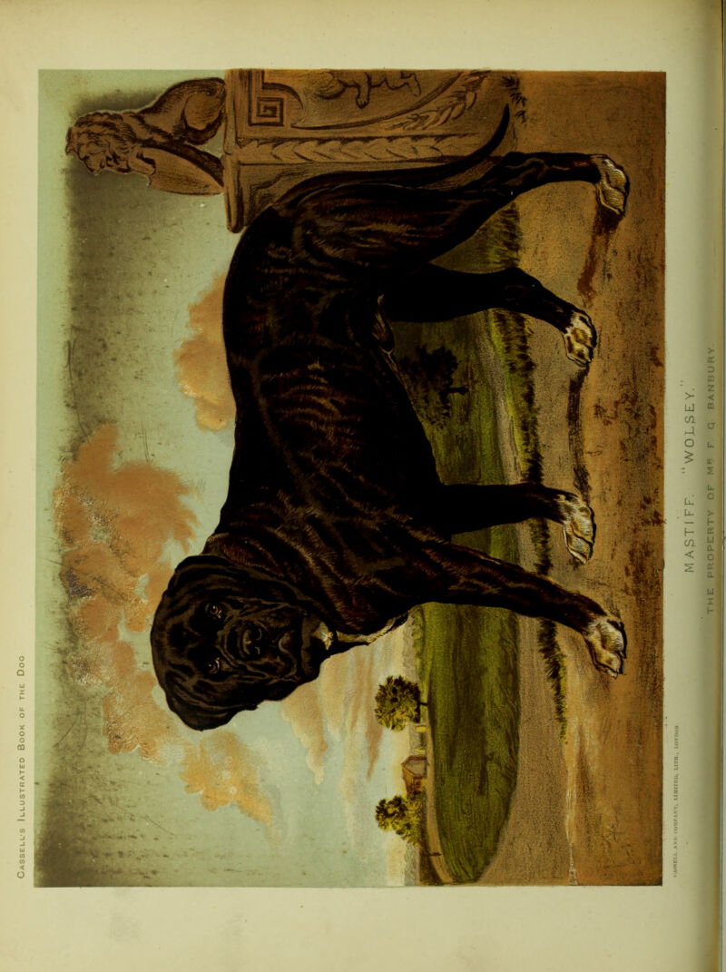 Cassell’s Illustrated Book of the Dog > C£ CO Z < m u u. Cl' u. o > f- cc. u UJ , X H