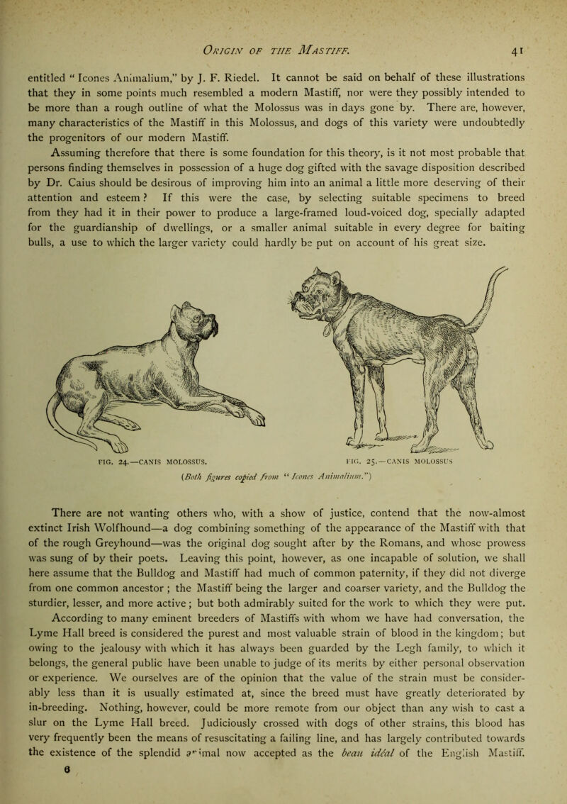 Origin of the Mastiff. 4* entitled “ leones Animalium,” by J. F. Riedel. It cannot be said on behalf of these illustrations that they in some points much resembled a modern Mastiff, nor were they possibly intended to be more than a rough outline of what the Molossus was in days gone by. There are, however, many characteristics of the Mastiff in this Molossus, and dogs of this variety were undoubtedly the progenitors of our modern Mastiff. Assuming therefore that there is some foundation for this theory, is it not most probable that persons finding themselves in possession of a huge dog gifted with the savage disposition described by Dr. Caius should be desirous of improving him into an animal a little more deserving of their attention and esteem ? If this were the case, by selecting suitable specimens to breed from they had it in their power to produce a large-framed loud-voiced dog, specially adapted for the guardianship of dwellings, or a smaller animal suitable in every degree for baiting bulls, a use to which the larger variety could hardly be put on account of his great size. There are not wanting others who, with a show of justice, contend that the now-almost extinct Irish Wolfhound—a dog combining something of the appearance of the Mastiff with that of the rough Greyhound—was the original dog sought after by the Romans, and whose prowess was sung of by their poets. Leaving this point, however, as one incapable of solution, we shall here assume that the Bulldog and Mastiff had much of common paternity, if they did not diverge from one common ancestor ; the Mastiff being the larger and coarser variety, and the Bulldog the sturdier, lesser, and more active; but both admirably suited for the work to which they were put. According to many eminent breeders of Mastiffs with whom we have had conversation, the Lyme Hall breed is considered the purest and most valuable strain of blood in the kingdom; but owing to the jealousy with which it has always been guarded by the Legh family, to which it belongs, the general public have been unable to judge of its merits by either personal observation or experience. We ourselves are of the opinion that the value of the strain must be consider- ably less than it is usually estimated at, since the breed must have greatly deteriorated by in-breeding. Nothing, however, could be more remote from our object than any wish to cast a slur on the Lyme Hall breed. Judiciously crossed with dogs of other strains, this blood has very frequently been the means of resuscitating a failing line, and has largely contributed towards the existence of the splendid animal now accepted as the beau idtal of the English Mastiff.