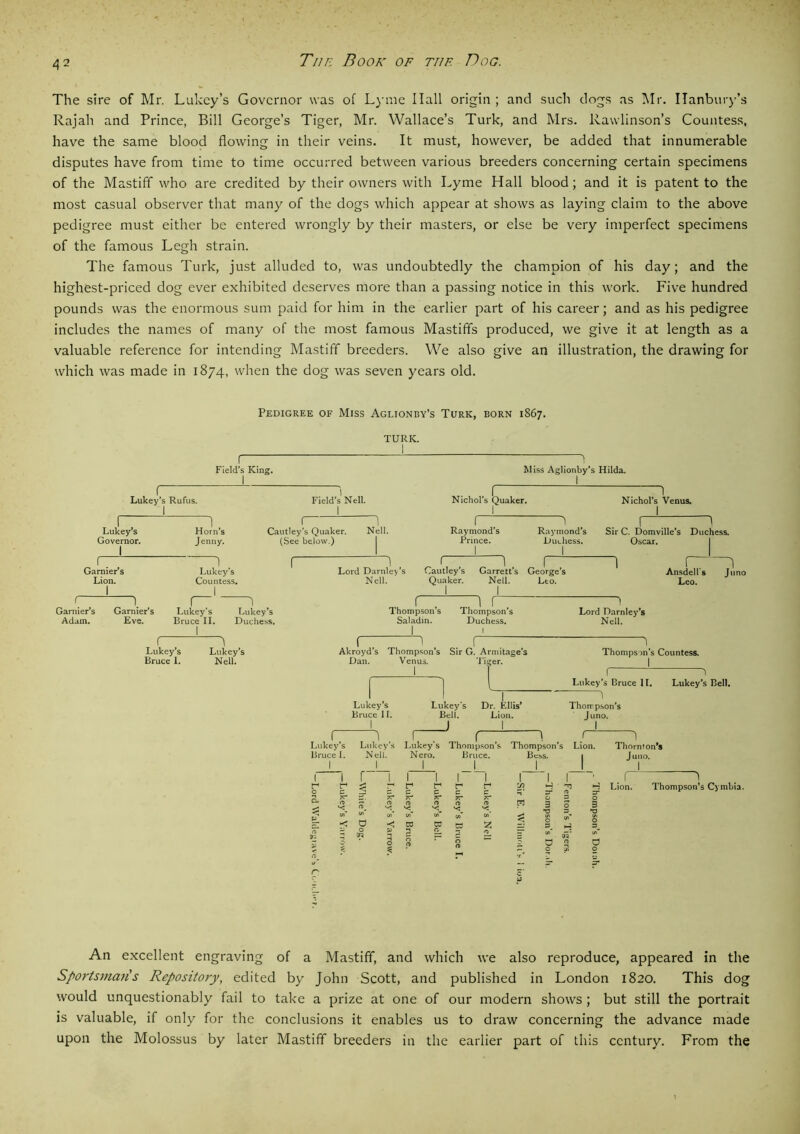 The sire of Mr. Lukcy’s Governor was of Lyme Hall origin ; and such dogs as Air. ITanbury’s Rajah and Prince, Bill George’s Tiger, Mr. Wallace’s Turk, and Mrs. Rawlinson’s Countess, have the same blood flowing in their veins. It must, however, be added that innumerable disputes have from time to time occurred between various breeders concerning certain specimens of the Mastiff who are credited by their owners with Lyme Hall blood ; and it is patent to the most casual observer that many of the dogs which appear at shows as laying claim to the above pedigree must either be entered wrongly by their masters, or else be very imperfect specimens of the famous Legh strain. The famous Turk, just alluded to, was undoubtedly the champion of his day; and the highest-priced dog ever exhibited deserves more than a passing notice in this work. Five hundred pounds was the enormous sum paid for him in the earlier part of his career; and as his pedigree includes the names of many of the most famous Mastiffs produced, we give it at length as a valuable reference for intending Mastiff breeders. We also give an illustration, the drawing for which was made in 1874, when the dog was seven years old. Pedigree of Miss Aglionby’s Turk, born 1867. ( Lukey’s Rufus. i ; Field’s King. I TURK. I Lukey’s Governor. Horn’s Jenny. Field’s Nell. Cautley’s Quaker. (See below.) 1 Nell. Miss Aglionby’s Hilda. Nichol’s Quaker. r 1 Raymond’s Prince. ) Nichol’s Venus. Raymond’s Duchess. Sir C. Domville's Oscar. Duchess. Gamier’s Lion. Lukey’s Countess. Gamier’s Adam. Garnier’s Eve. Lukey’s Bruce II. 1 Lukey’s Duchess. Lukey’s Bruce I. 1 Lukey’s Nell. Lord Darnley's Nell. f Cautley’s Quaker. Garrett’s George’s Nell. Lto. Ansdells Leo. Juno Thompson’s Saladin. I 1 r Thompson’s Duchess. Lord Darnley’s Nell. r Akroyd's Thompson’s Sir G. Armitage’s Dan. 1. Lukey’s Bruce 11. 1 r~ 1 Lukey’s Lukey’s Bruce 1. 1 Nell. 1 1 r r* 0 c a r i < r a 3 'i- <? 3 Venu I Tiger. 1 Thompson’s Countess. r Lukey’s Bruce 11. Lukey's Bell. Lukey's Bell. J Dr. Ellis’ Lion. Thompson’s Juno. . . f 1 f~ Lukey s Thompson’s Thompson’s Lion. Nero. I Bruce. Bess. 1 1 1 1 Thornton*! Juno. Lion. Thompson’s Cymbia. O 2 An excellent engraving of a Mastiff, and which we also reproduce, appeared in the Sportsman's Repository, edited by John Scott, and published in London 1820. This dog would unquestionably fail to take a prize at one of our modern shows ; but still the portrait is valuable, if only for the conclusions it enables us to draw concerning the advance made upon the Molossus by later Mastiff breeders in the earlier part of this century. From the