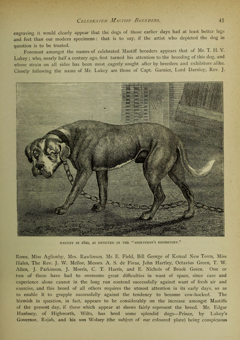 engraving it would clearly appear that the dogs of those earlier days had at least better legs and feet than our modern specimens : that is to say, if the artist who depicted the dog in question is to be trusted. Foremost amongst the names of celebrated Mastiff breeders appears that of Mr. T. H. V. Lukey ; who, nearly half a century ago, first turned his attention to the breeding of this dog, and whose strain on all sides has been most eagerly sought after by breeders and exhibitors alike. Closely following the name of Mr. Lukey are those of Capt. Gamier, Lord Darnley, Rev. J. MASTIFF IN lS20, AS DEPICTED IN THE “SPORTSMAN’S REPOSITORY.” Rowe, Miss Aglionby, Mrs. Rawlinson, Mr. E. Field, Bill George of Kensal New Town, Miss Hales, The Rev. J. W. Mellor, Messrs. A. S. de Fivas, John Hartley, Octavius Green, T. W. Allen, J. Parkinson, J. Morris, C. T. Harris, and E. Nichols of Brook Green. One or two of these have had to overcome great difficulties in want of space, since care and experience alone cannot in the long run contend successfully against want of fresh air and exercise, and this breed of all others requires the utmost attention in its early days, so as to enable it to grapple successfully against the tendency to become cow-hocked. The blemish in question, in fact, appears to be considerably on the increase amongst Mastiffs of the present day, if those which appear at shows fairly represent the breed. Mr. Edgar Hanbury, of Highworth, Wilts, has bred some splendid dogs—Prince, by Lukey’s Governor, Rajah, and his son Wolsey (the subject of our coloured plate) being conspicuous