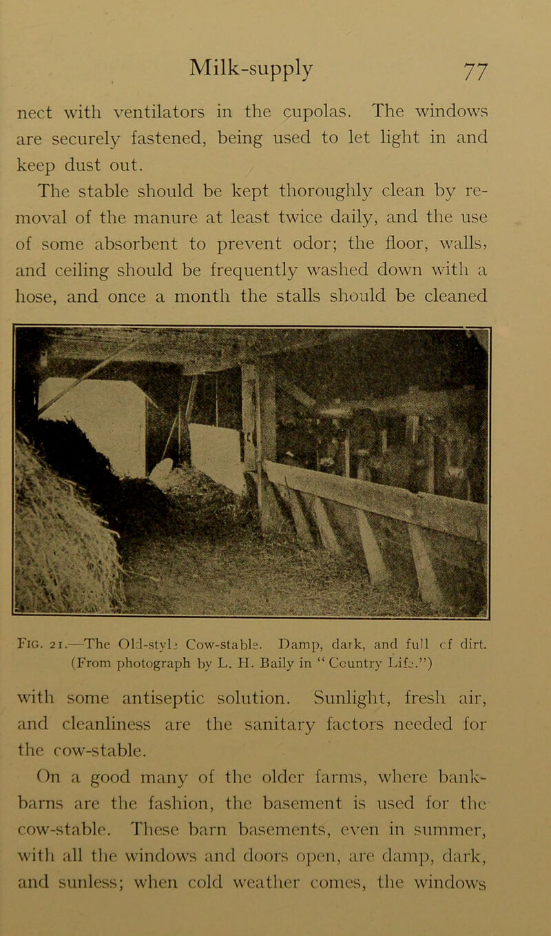 nect with ventilators in the cupolas. The windows are securely fastened, being used to let light in and keep dust out. The stable should be kept thoroughly clean by re- moval of the manure at least twice daily, and the use of some absorbent to prevent odor; the floor, walls, and ceiling should be frequently washed down with a hose, and once a month the stalls should be cleaned Fig. 21.-—The Old-stvh Cow-stable. Damp, dark, and full cf dirt. (From photograph by L. H. Baily in “ Country Life.”) with some antiseptic solution. Sunlight, fresh air, and cleanliness are the sanitary factors needed for the cow-stable. On a good many of the older farms, where bank- barns are the fashion, the basement is used for the cow-stable. These barn basements, even in summer, with all the windows and doors open, are damp, dark, and sunless; when cold weather comes, the windows