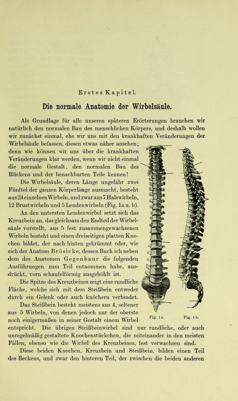 Erstes Kapitel. Die normale Anatomie der Wirbelsäule. Als Grundlage für alle unseren späteren Erörterungen brauchen wir natürlich den normalen Bau des menschlichen Körpers, und deshalb wollen wir zunächst einmal, ehe wir uns mit den krankhaften Veränderungen der Wirbelsäule befassen, diesen etwas näher ansehen; denn wie können wir uns über die krankhaften Veränderungen klar werden, wenn wir nicht einmal die normale Gestalt, den normalen Bau des Rückens und der benachbarten Teile kennen! Die Wirbelsäule, deren Länge ungefähr zwei Fünftel der ganzen Körper länge ausmacht, besteht aus 24 einzelnen Wirbeln, und zwar aus 7 Halswirbeln, 12 Brustwirbeln und 5 Lendenwirbeln (Fig. la u. b). An den untersten Lendenwirbel setzt sich das Kreuzbein an, das gleichsam den Endteil der Wirbel- säule vorstellt, aus 5 fest zusammengewachsenen Wirbeln besteht und einen dreiseitigen platten Kno- chen bildet, der nach hinten gekrümmt oder, wie sich der Anatom Brösicke, dessen Buch ich neben dem des Anatomen Gegenbaur die folgenden Ausführungen zum Teil entnommen habe, aus- drückt, vorn schaufelförmig ausgehöhlt ist. Die Spitze des Kreuzbeines zeigt eine rundliche Fläche, welche sich mit dem Steißbein entweder durch ein Gelenk oder auch knöchern verbindet. Das Steißbein besteht meistens aus 4, seltener aus 5 Wirbeln, von denen jedoch nur der oberste noch einigermaßen in seiner Gestalt einem Wirbel entspricht. Die übrigen Steißbeinwirbel sind nur rundliche, oder auch unregelmäßig gestaltete Knochenstückchen, die miteinander in den meisten Fällen, ebenso wie die Wirbel des Kreuzbeines, fest verwachsen sind. Diese beiden Knochen, Kreuzbein und Steißbein, bilden einen Teil des Beckens, und zwar den hinteren Teil, der zwischen die beiden anderen