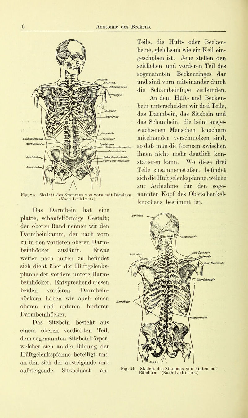 Fig, 2 a. Skelett des Stammes von vorn mit Bändern. (Nach Lubinus). Das Darmbein hat eine platte, schaufelförmige Gestalt; den oberen Rand nennen wir den Darmbeinkamm, der nach vorn zu in den vorderen oberen Darm- beinhöcker ausläuft. Etwas weiter nach unten zu befindet sich dicht über der Hüftgelenks- pfanne der vordere untere Darm- beinhöcker. Entsprechend diesen beiden vorderen Darmbein- höckern haben wir auch einen oberen und unteren hinteren D armbeinhöcker. Das Sitzbein besteht aus einem oberen verdickten Teil, dem sogenannten Sitzbeinkörper, welcher sich an der Bildung der Hüftgelenkspfanne beteiligt und an den sich der absteigende und aufsteigende Sitzbeinast an- Teile, die Hüft- oder Becken- beine, gleichsam wie ein Keil ein- geschoben ist. Jene stellen den seitlichen und vorderen Teil des sogenannten Beckenringes dar und sind vorn miteinander durch die Schambeinfuge verbunden. An dem Hüft- und Becken- bein unterscheiden wir drei Teile, das Darmbein, das Sitzbein und das Schambein, die beim ausge- wachsenen Menschen knöchern miteinander verschmolzen sind, so daß man die Grenzen zwischen ihnen nicht mehr deutlich kon- statieren kann. Wo diese drei Teile Zusammenstößen, befindet sich die Hüftgelenkspfanne, welche zur Aufnahme für den soge- nannten Kopf des Oberschenkel- knochens bestimmt ist. Fig. 2 b. Skelett des Stammes von hinten mit Bändern. (Nach Lubinus.)