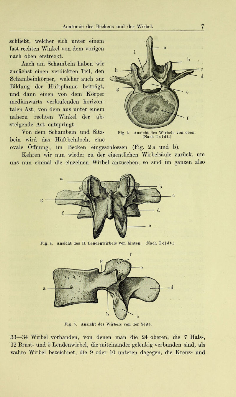 schließt, welcher sich unter einem fast rechten Winkel von dem vorigen nach oben erstreckt. Auch am Schambein haben wir .zunächst einen verdickten Teil, den Schambeinkörper, welcher auch zur Bildung der Hüftpfanne beiträgt, und dann einen von dem Körper medianwärts verlaufenden horizon- talen Ast, von dem aus unter einem nahezu rechten Winkel der ab- steigende Ast entspringt. Von dem Schambein und Sitz- Fig. 3. Ansicht des Wirbels von oben. -1 • • -I 1 u-rn • 1 1 • (Nach Toldt.) bem wird das JtLuttbeinloch, eine ovale Öffnung, im Becken eingeschlossen (Fig. 2 a und b). Kehren wir nun wieder zu der eigentlichen Wirbelsäule zurück, um uns nun einmal die einzelnen Wirbel anzusehen, so sind im ganzen also Fig. 4. Ansicht des II. Lendenwirbels von hinten. (Nach Toldt.) f Fig. 5. Ansicht des Wirbels von der Seite. 33—34 Wirbel vorhanden, von denen man die 24 oberen, die 7 Hals-, 12 Brust- Und 5 Lendenwirbel, die miteinander gelenkig verbunden sind, als wahre Wirbel bezeichnet, die 9 oder 10 unteren dagegen, die Kreuz- und