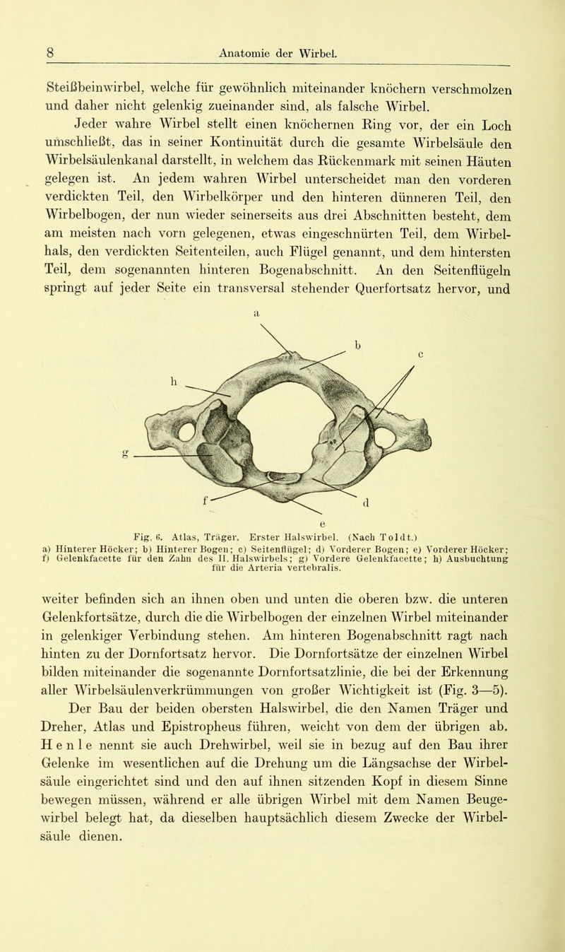 Steißbeinwirbel, welche für gewöhnlich miteinander knöchern verschmolzen und daher nicht gelenkig zueinander sind, als falsche Wirbel. Jeder wahre Wirbel stellt einen knöchernen Eing vor, der ein Loch umschließt, das in seiner Kontinuität durch die gesamte Wirbelsäule den Wirbelsäulenkanal darstellt, in welchem das Kückenmark mit seinen Häuten gelegen ist. An jedem wahren Wirbel unterscheidet man den vorderen verdickten Teil, den Wirbelkörper und den hinteren dünneren Teil, den Wirbelbogen, der nun wieder seinerseits aus drei Abschnitten besteht, dem am meisten nach vorn gelegenen, etwas eingeschnürten Teil, dem Wirbel- hals, den verdickten Seitenteilen, auch Flügel genannt, und dem hintersten Teil, dem sogenannten hinteren Bogenabschnitt. An den Seitenflügeln springt auf jeder Seite ein transversal stehender Querfortsatz hervor, und a e Fig. 6. Atlas, Träger. Erster Halswirbel. (Nach Toi dt.) a) Hinterer Höcker; b) Hinterer Bogen; c) Seitenflügel; d) Vorderer Bogen; e) Vorderer Höcker; f) Gelenkfacette für den Zahn des II. Halswirbels; g) Vordere Gelenkfacette; h) Ausbuchtung für die Arteria vertebralis. weiter befinden sich an ihnen oben und unten die oberen bzw. die unteren Gelenkfortsätze, durch die die Wirbelbogen der einzelnen Wirbel miteinander in gelenkiger Verbindung stehen. Am hinteren Bogenabschnitt ragt nach hinten zu der Dornfortsatz hervor. Die Dornfortsätze der einzelnen Wirbel bilden miteinander die sogenannte Dornfortsatzlinie, die bei der Erkennung aller Wirbelsäulenverkrümmungen von großer Wichtigkeit ist (Fig. 3—5). Der Bau der beiden obersten Halswirbel, die den Namen Träger und Dreher, Atlas und Epistropheus führen, weicht von dem der übrigen ab. H e n 1 e nennt sie auch Drehwirbel, weil sie in bezug auf den Bau ihrer Gelenke im wesentlichen auf die Drehung um die Längsachse der Wirbel- säule eingerichtet sind und den auf ihnen sitzenden Kopf in diesem Sinne bewegen müssen, während er alle übrigen Wirbel mit dem Namen Beuge- wirbel belegt hat, da dieselben hauptsächlich diesem Zwecke der Wirbel- säule dienen.