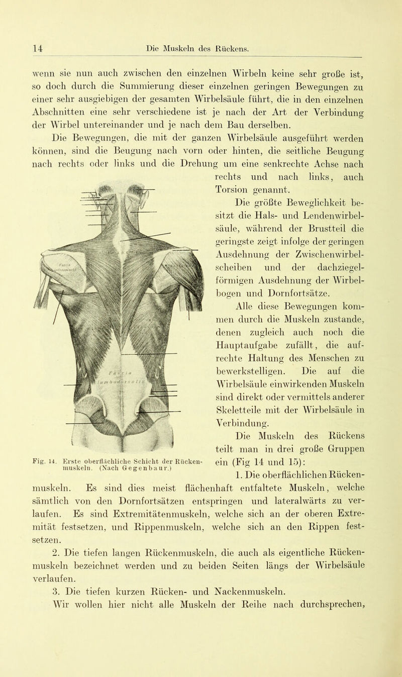 wenn sie nun auch zwischen den einzelnen Wirbeln keine sehr große ist, so doch durch die Summierung dieser einzelnen geringen Bewegungen zu einer sehr ausgiebigen der gesamten Wirbelsäule führt, die in den einzelnen Abschnitten eine sehr verschiedene ist je nach der Art der Verbindung der Wirbel untereinander und je nach dem Bau derselben. Die Bewegungen, die mit der ganzen Wirbelsäule ausgeführt werden können, sind die Beugung nach vorn oder hinten, die seitliche Beugung nach rechts oder links und die Drehung um eine senkrechte Achse nach rechts und nach links, auch Torsion genannt. Die größte Beweglichkeit be- sitzt die Hals- und Lendenwirbel- säule, während der Brustteil die geringste zeigt infolge der geringen Ausdehnung der Zwischen wirbel- scheiben und der dachziegel- förmigen Ausdehnung der Wirbel- bogen und Dornfortsätze. Alle diese Bewegungen kom- men durch die Muskeln zustande, denen zugleich auch noch die Hauptaufgabe zufällt, die auf- rechte Haltung des Menschen zu bewerkstelligen. Die auf die Wirbelsäule einwirkenden Muskeln sind direkt oder vermittels anderer Skeletteile mit der Wirbelsäule in Verbindung. Die Muskeln des Kückens teilt man in drei große Gruppen ein (Fig 14 und 15): 1. Die oberflächlichen Rücken- muskeln. Es sind dies meist flächenhaft entfaltete Muskeln, welche sämtlich von den Dornfortsätzen entspringen und lateralwärts zu ver- laufen. Es sind Extremitätenmuskeln, welche sich an der oberen Extre- mität festsetzen, und Rippenmuskeln, welche sich an den Rippen fest- setzen. Fig. 14. Erste oberflächliche Schicht der Riicken- muskeln. (Nach Gregenbaur.) 2. Die tiefen langen Rückenmuskeln, die auch als eigentliche Rücken- muskeln bezeichnet werden und zu beiden Seiten längs der Wirbelsäule verlaufen. 3. Die tiefen kurzen Rücken- und Nackenmuskeln. Wir wollen hier nicht alle Muskeln der Reihe nach durchsprechen,