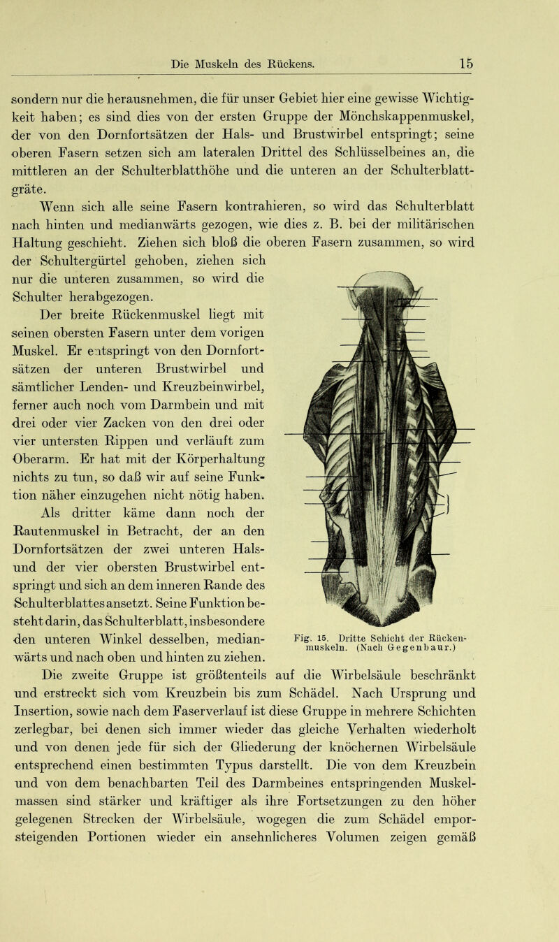 sondern nur die herausnehmen, die für unser Gebiet hier eine gewisse Wichtig- keit haben; es sind dies von der ersten Gruppe der Mönchskappenmuskel, der von den Dornfortsätzen der Hals- und Brustwirbel entspringt; seine oberen Fasern setzen sich am lateralen Drittel des Schlüsselbeines an, die mittleren an der Schulterblatthöhe und die unteren an der Schulterblatt- gräte. Wenn sich alle seine Fasern kontrahieren, so wird das Schulterblatt nach hinten und medianwärts gezogen, wie dies z. B. bei der militärischen Haltung geschieht. Ziehen sich bloß die oberen Fasern zusammen, so wird der Schultergürtel gehoben, ziehen sich nur die unteren zusammen, so wird die Schulter herabgezogen. Der breite Bückenmuskel liegt mit seinen obersten Fasern unter dem vorigen Muskel. Er entspringt von den Dornfort- sätzen der unteren Brustwirbel und sämtlicher Lenden- und Kreuzbeinwirbel, ferner auch noch vom Darmbein und mit drei oder vier Zacken von den drei oder vier untersten Kippen und verläuft zum Oberarm. Er hat mit der Körperhaltung nichts zu tun, so daß wir auf seine Funk- tion näher einzugehen nicht nötig haben. Als dritter käme dann noch der Kautenmuskel in Betracht, der an den Dornfortsätzen der zwei unteren Hais- und der vier obersten Brustwirbel ent- springt und sich an dem inneren Bande des Schulterblattes ansetzt. Seine Funktionbe- steht darin, das Schulterblatt, insbesondere den unteren Winkel desselben, median- wärts und nach oben und hinten zu ziehen. Die zweite Gruppe ist größtenteils auf die Wirbelsäule beschränkt und erstreckt sich vom Kreuzbein bis zum Schädel. Nach Ursprung und Insertion, sowie nach dem Faserverlauf ist diese Gruppe in mehrere Schichten zerlegbar, bei denen sich immer wieder das gleiche Verhalten wiederholt und von denen jede für sich der Gliederung der knöchernen Wirbelsäule entsprechend einen bestimmten Typus darstellt. Die von dem Kreuzbein und von dem benachbarten Teil des Darmbeines entspringenden Muskel- massen sind stärker und kräftiger als ihre Fortsetzungen zu den höher gelegenen Strecken der Wirbelsäule, wogegen die zum Schädel empor- steigenden Portionen wieder ein ansehnlicheres Volumen zeigen gemäß Fig. 15. Dritte Schicht der Rücken- muskeln. (Nach Gegenbaur.)