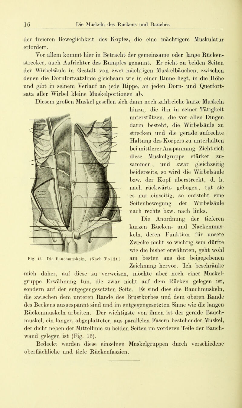 der freieren Beweglichkeit des Kopfes, die eine mächtigere Muskulatur erfordert. Vor allem kommt hier in Betracht der gemeinsame oder lange Rücken- strecker, auch Aufrichter des Rumpfes genannt. Er zieht zu beiden Seiten der Wirbelsäule in Gestalt von zwei mächtigen Muskelbäuchen, zwischen denen die Dornfortsatzlinie gleichsam wie in einer Rinne liegt, in die Höhe und gibt in seinem Verlauf an jede Rippe, an jeden Dorn- und Querfort- satz aller Wirbel kleine Muskelportionen ab. Diesem großen Muskel gesellen sich dann noch zahlreiche kurze Muskeln hinzu, die ihn in seiner Tätigkeit unterstützen, die vor allen Dingen darin besteht, die Wirbelsäule zu strecken und die gerade aufrechte Haltung des Körpers zu unterhalten bei mittlerer Anspannung. Zieht sich diese Muskelgruppe stärker zu- sammen , und zwar gleichzeitig beiderseits, so wird die Wirbelsäule bzw. der Kopf überstreckt, d. h. nach rückwärts gebogen, tut sie es nur einseitig, so entsteht eine Seitenbewegung der Wirbelsäule nach rechts bzw. nach links. Die Anordnung der tieferen kurzen Rücken- und Nackenmus- keln, deren Funktion für unsere Zwecke nicht so wichtig sein dürfte wie die bisher erwähnten, geht wohl am besten aus der beigegebenen Zeichnung hervor. Ich beschränke mich daher, auf diese zu verweisen, möchte aber noch einer Muskel- gruppe Erwähnung tun, die zwar nicht auf dem Rücken gelegen ist, sondern auf der entgegengesetzten Seite. Es sind dies die Bauchmuskeln, die zwischen dem unteren Rande des Brustkorbes und dem oberen Rande des Beckens ausgespannt sind und im entgegengesetzten Sinne wie die langen Rückenmuskeln arbeiten. Der wichtigste von ihnen ist der gerade Bauch- muskel, ein langer, abgeplatteter, aus parallelen Fasern bestehender Muskel, der dicht neben der Mittellinie zu beiden Seiten im vorderen Teile der Bauch- wand gelegen ist (Fig. 16). Bedeckt werden diese einzelnen Muskelgruppen durch verschiedene oberflächliche und tiefe Rückenfaszien. Fig. 16. Die Bauchmuskeln. (Nach Toi dt.)
